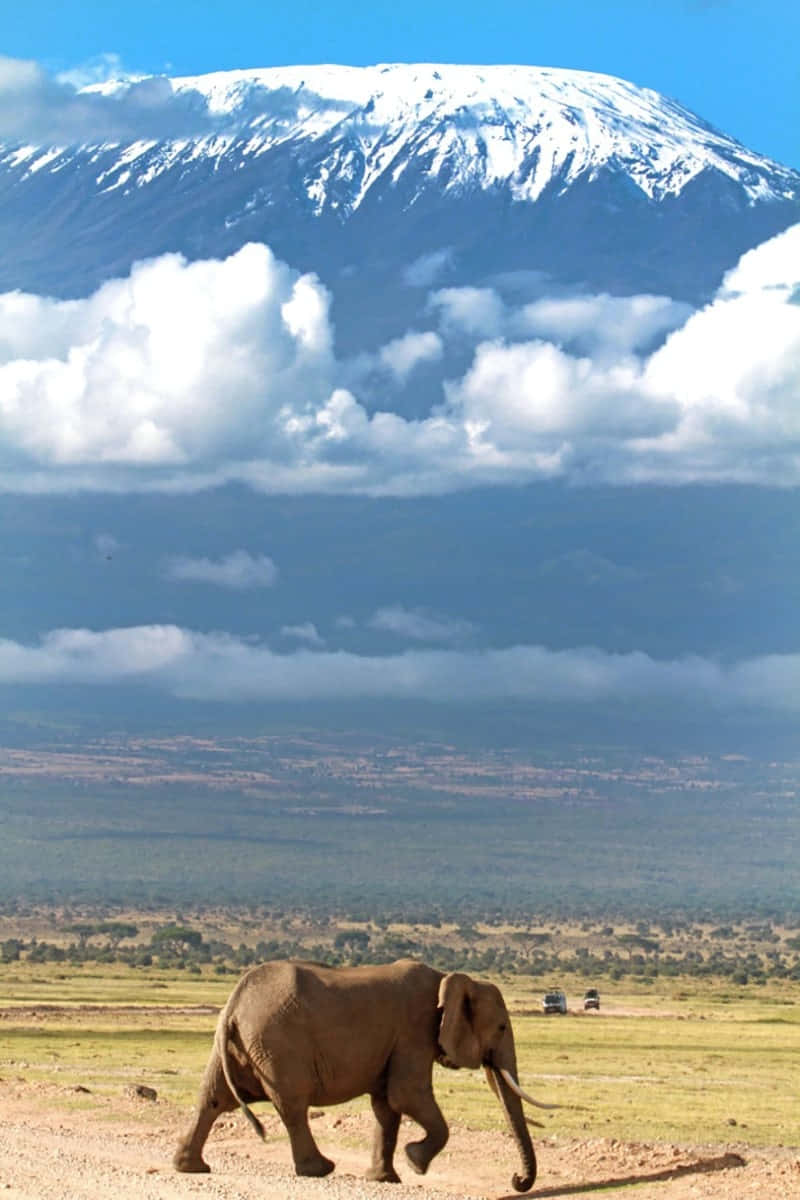 elephant, sunlit savanna, snow-capped Mount Kilimanjaro, SD Phone Wallpaper