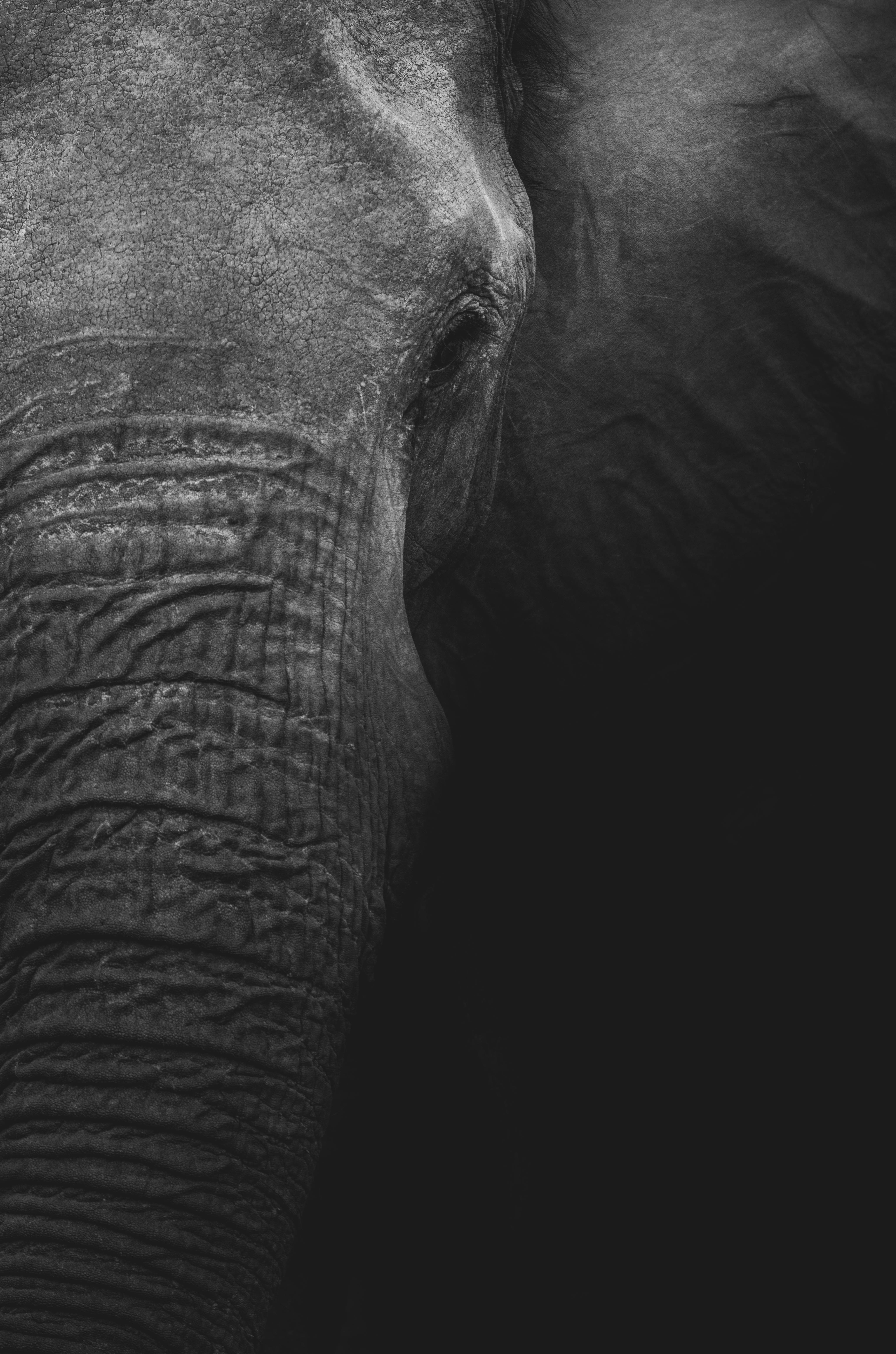 4K, elephant, grayscale, 5K Phone Wallpaper