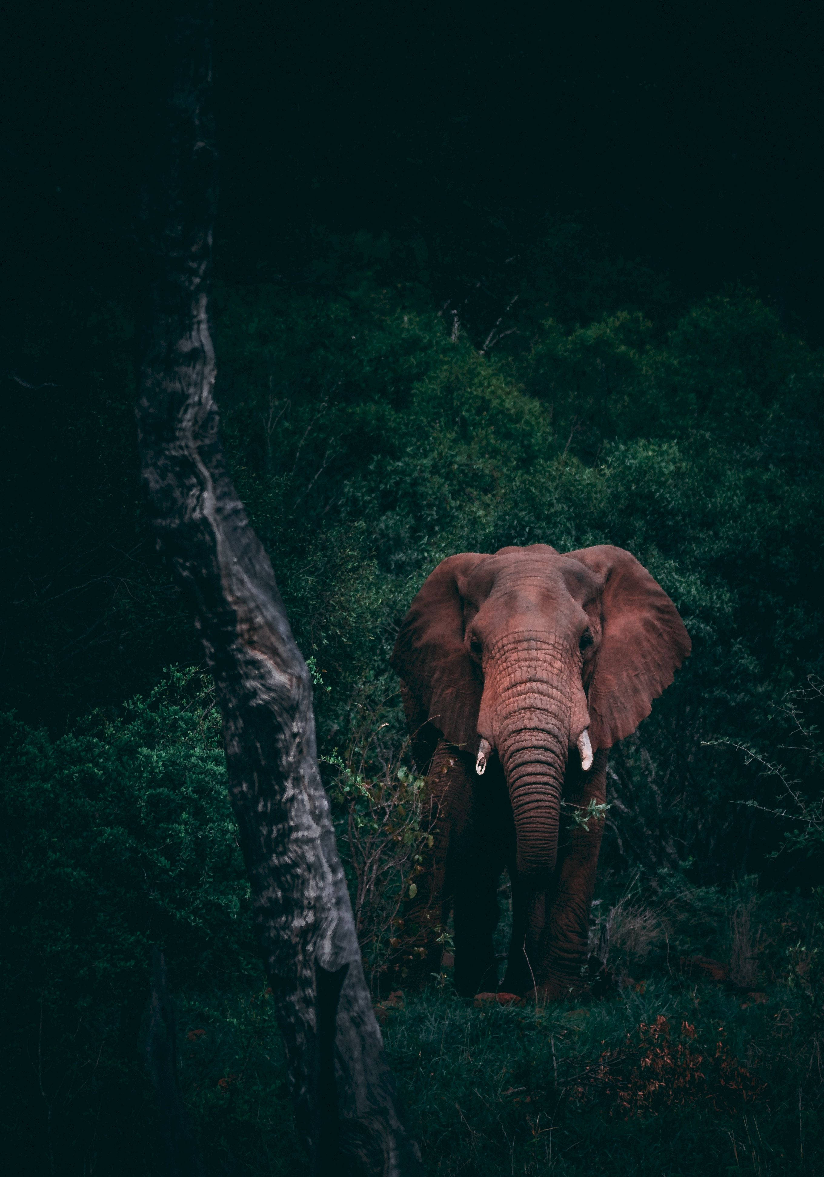 elephant, dark forest, large ears, 4K Phone Wallpaper