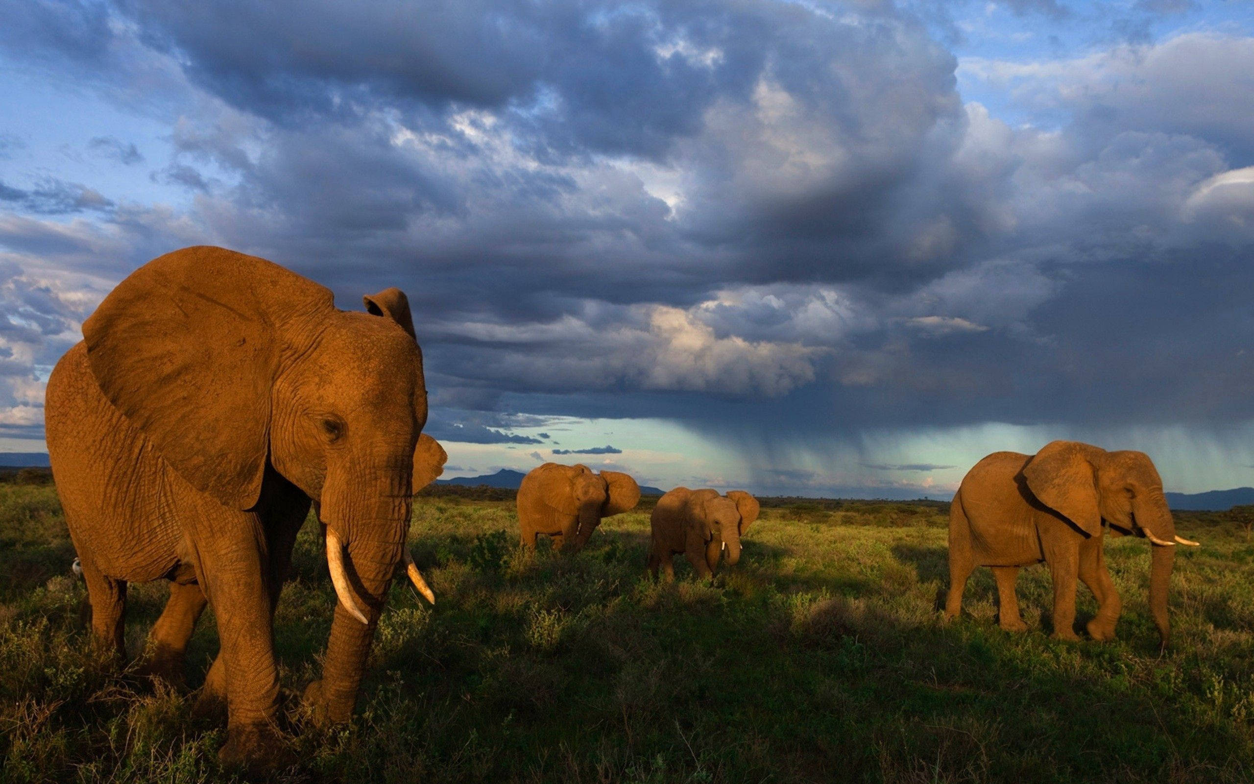 elephant herd, dark cloud-filled sky, stormy sky, 2K Desktop Wallpaper