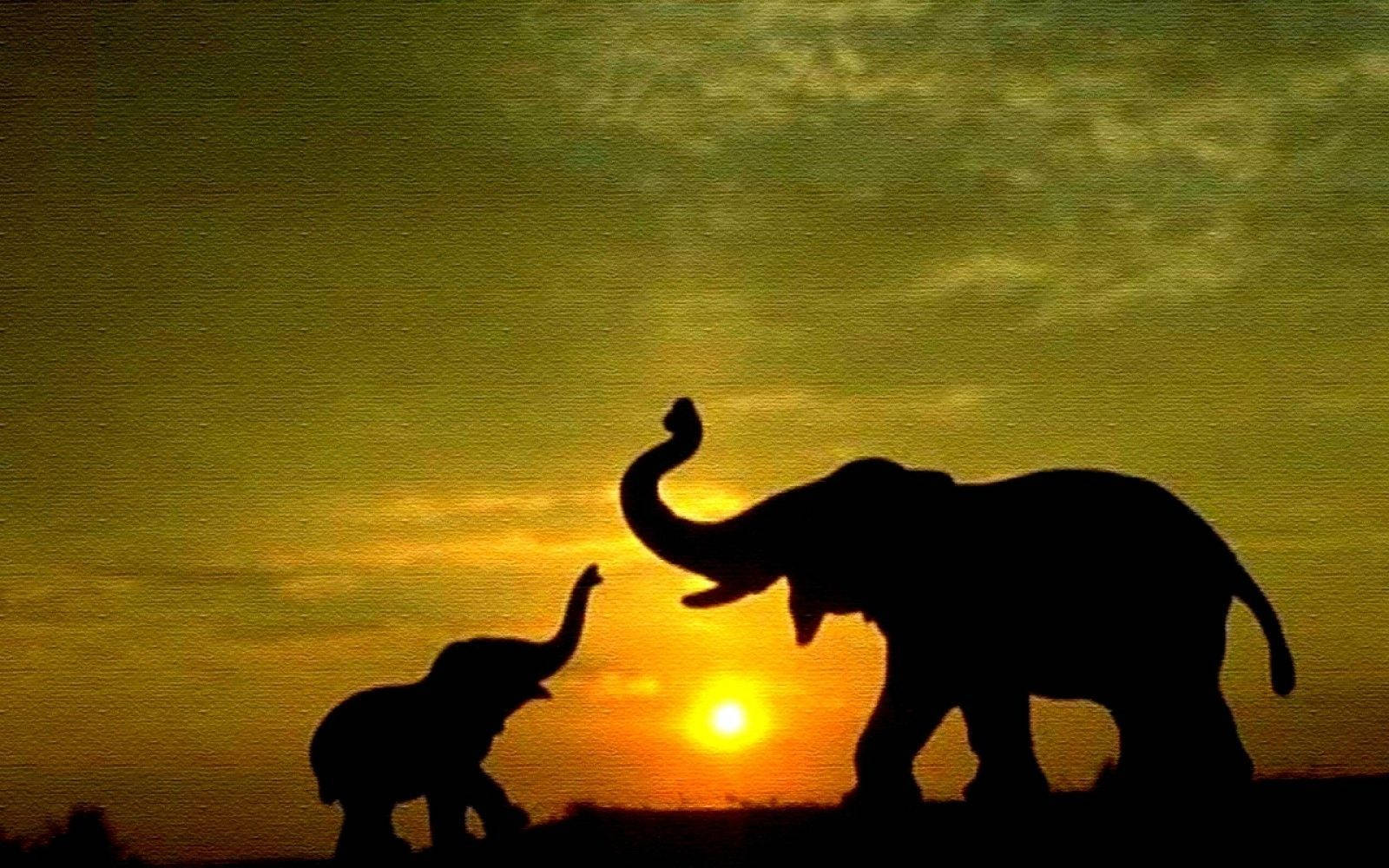 mother and baby elephant, silhouette, golden sunset sky, HD Desktop Wallpaper