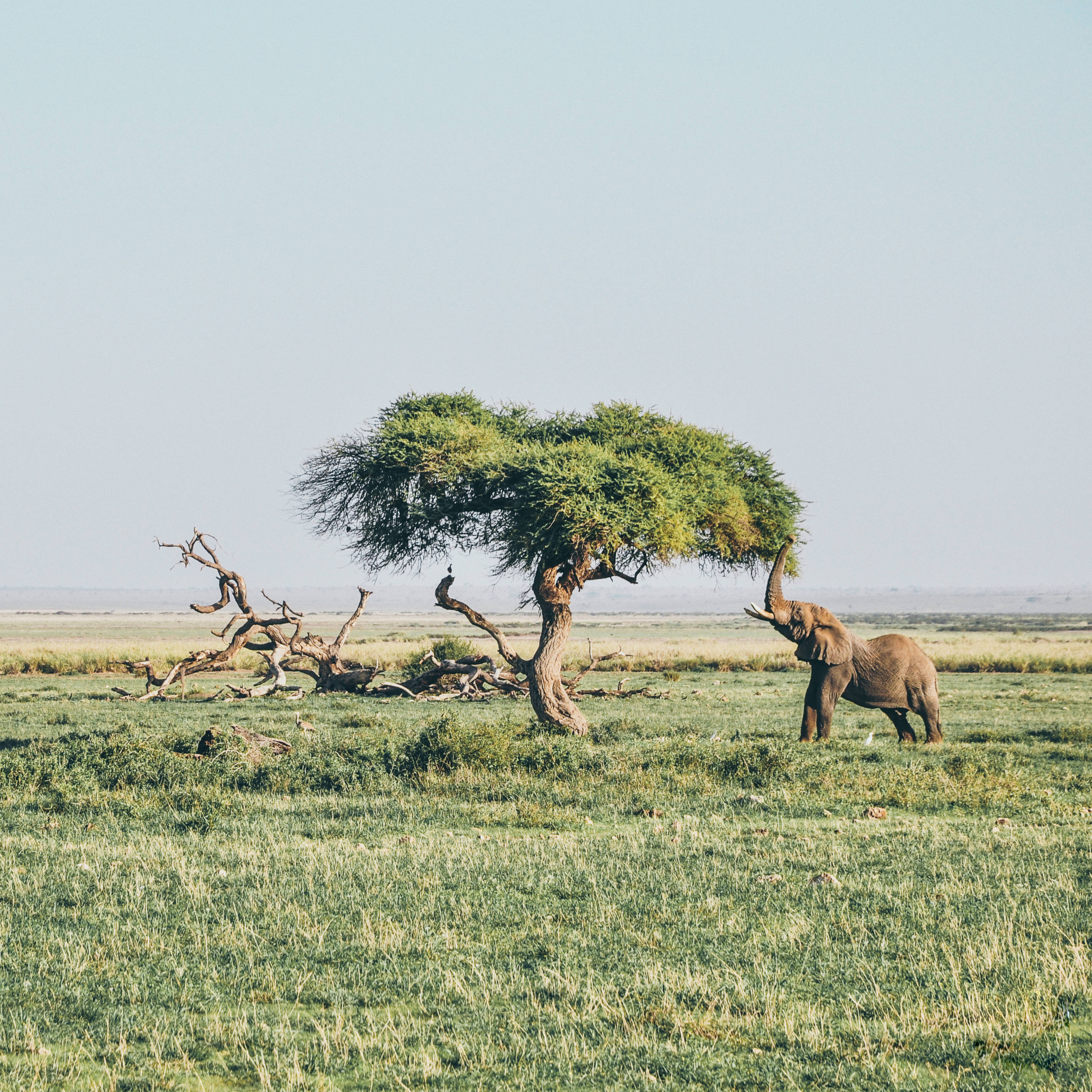 elephant, lone tree, acacia tree, 2K Desktop Wallpaper