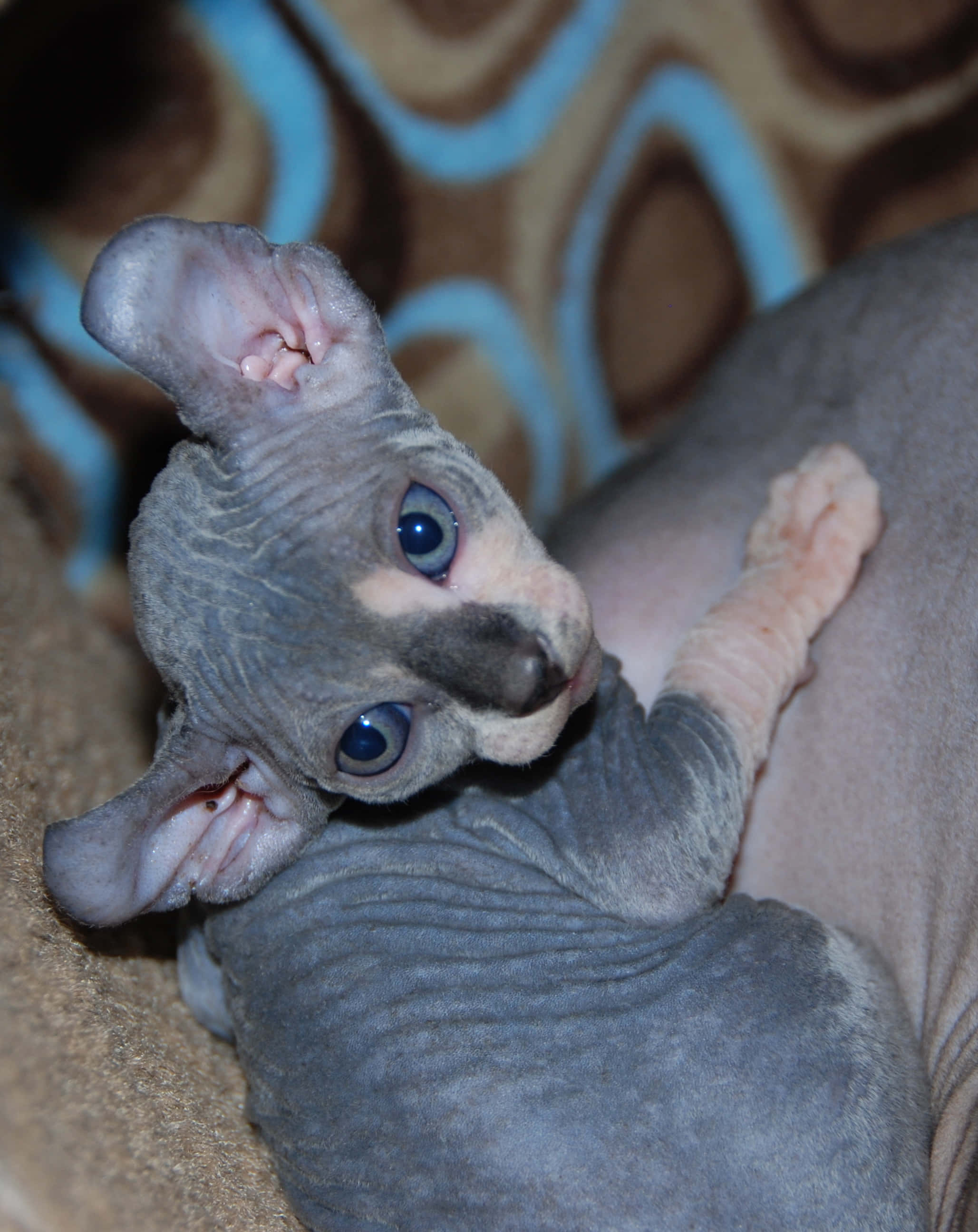 elf cat 2057, sphynx kitten, blue eyes, 2K Phone Wallpaper