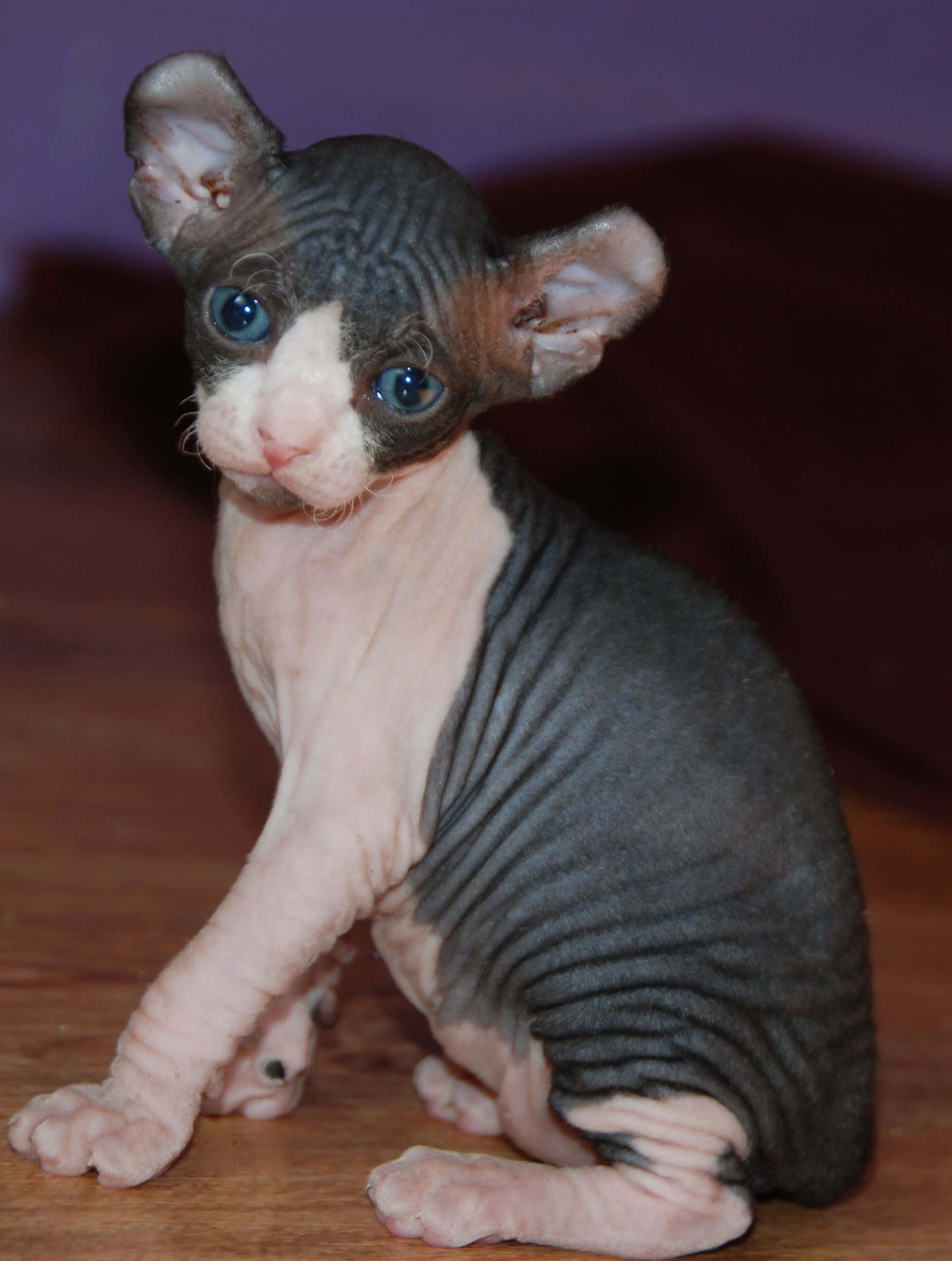 Elf Cat, 1958, sphynx kitten, 2K Phone Wallpaper
