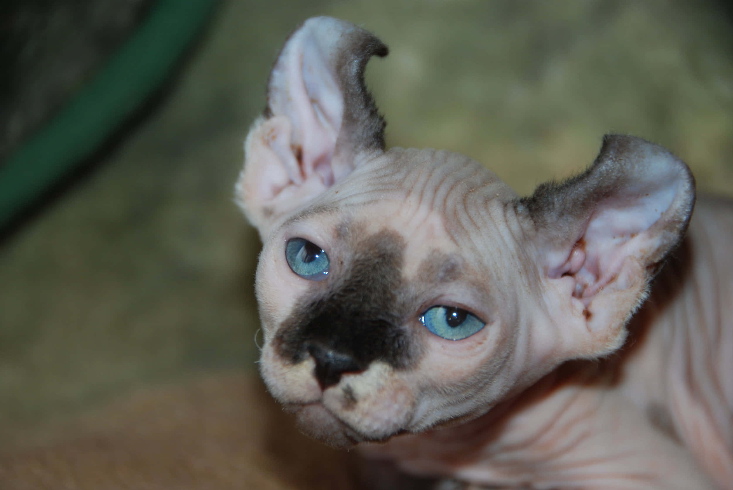 Elf Cat, hairless sphynx cat, blue eyes, Full HD Desktop Wallpaper