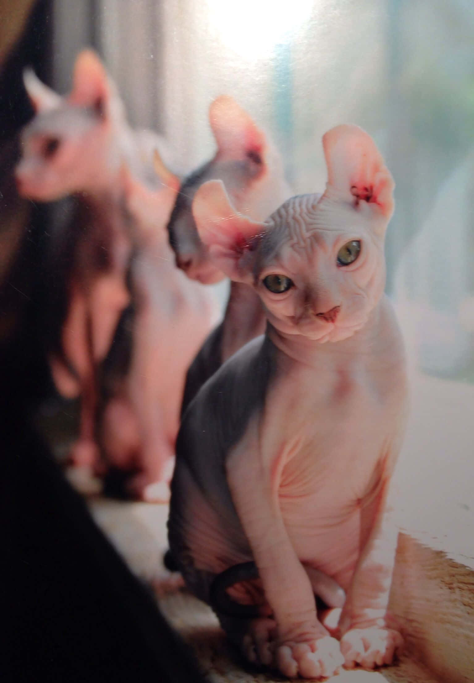 Elf Cat, sphynx cats, magical forest, Full HD Phone Wallpaper