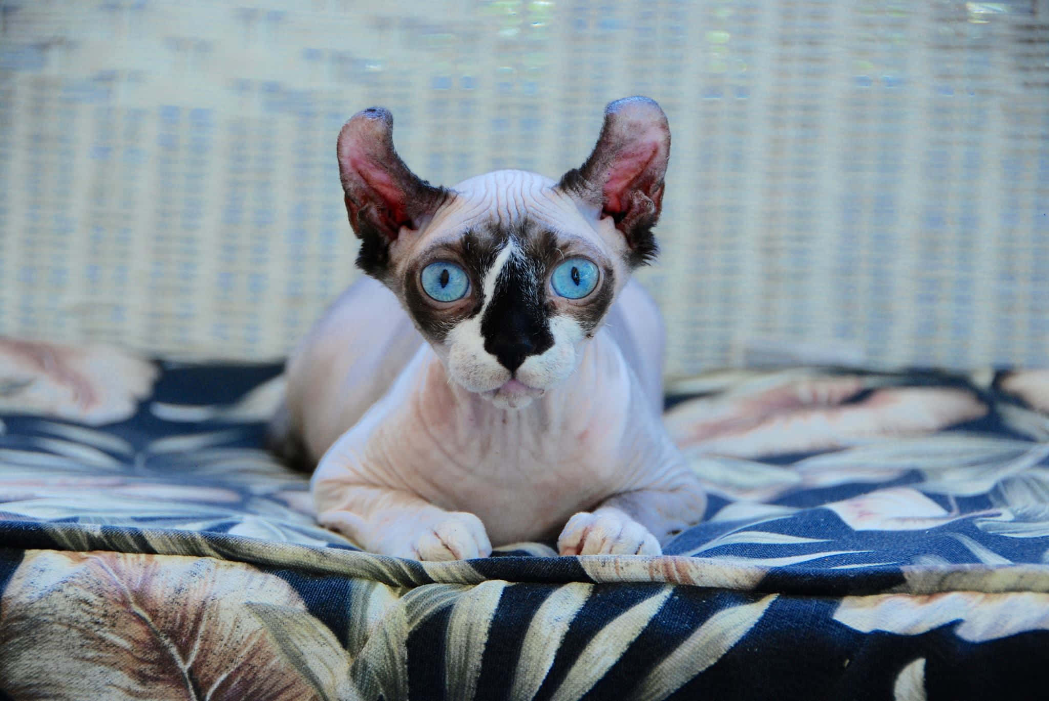 Elf Cat, sphynx cat, blue eyes, Full HD Desktop Wallpaper