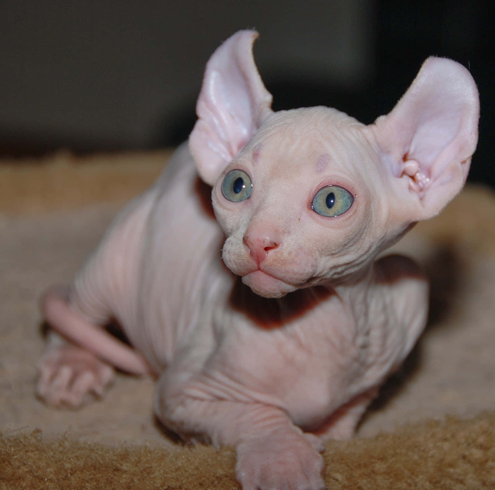 Elf Cat, sphynx kitten, large ears, HD Desktop Wallpaper