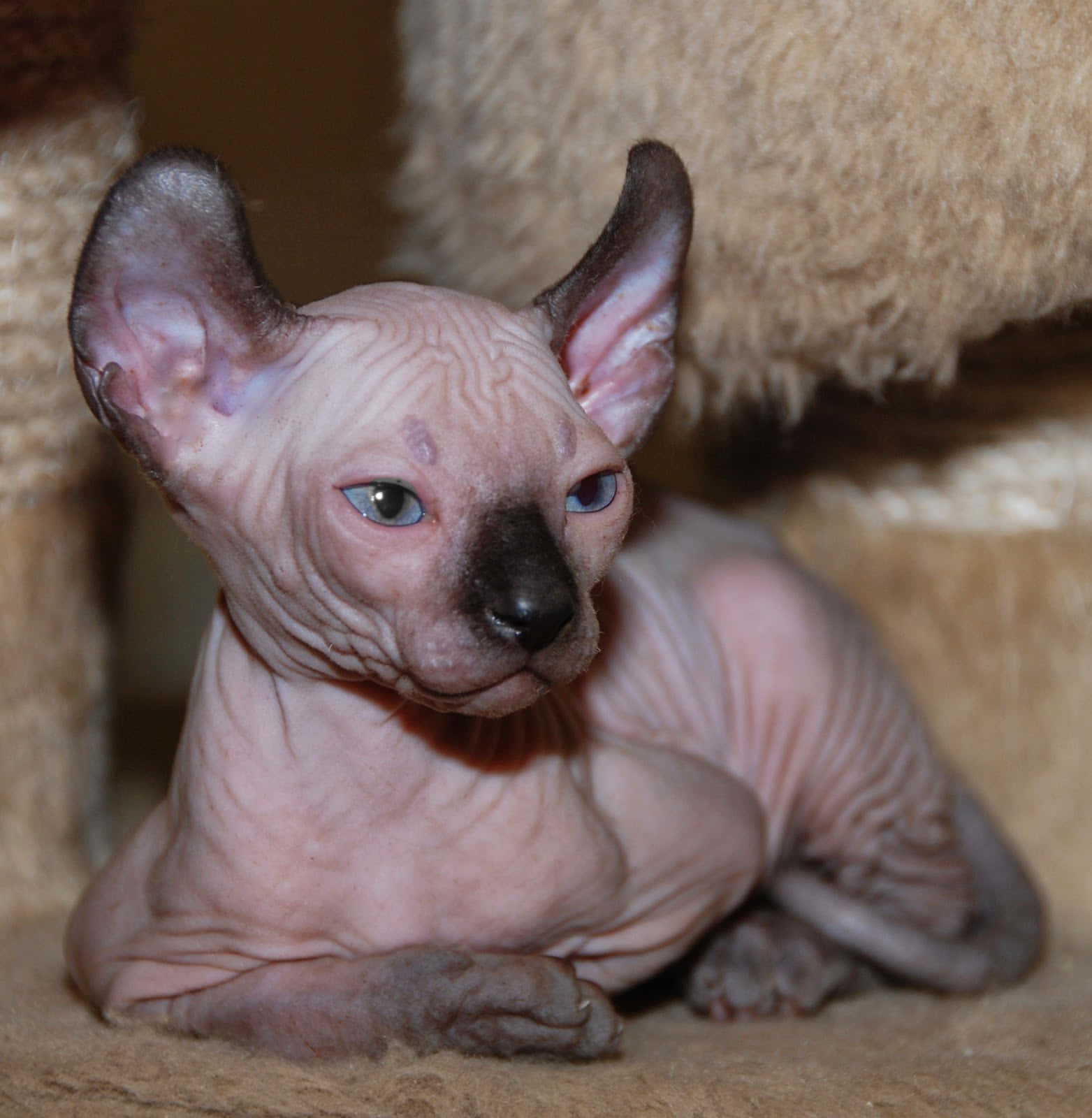 Elf Cat, sphynx kitten, large ears, HD Phone Wallpaper