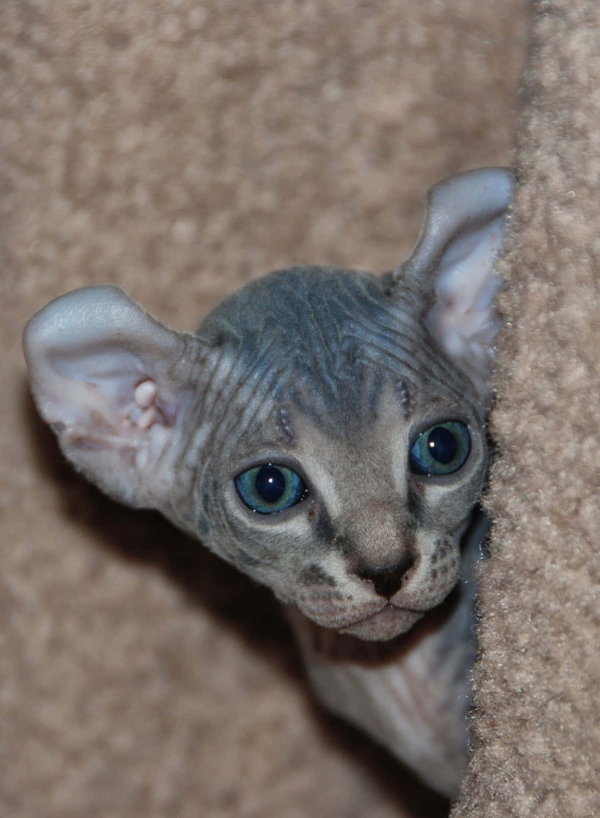 Elf Cat, sphynx kitten, large blue eyes, HD Phone Wallpaper