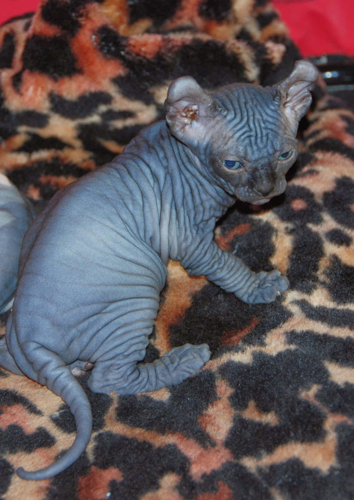 elf cat, blue sphynx kitten, leopard-print blanket, HD Phone Wallpaper