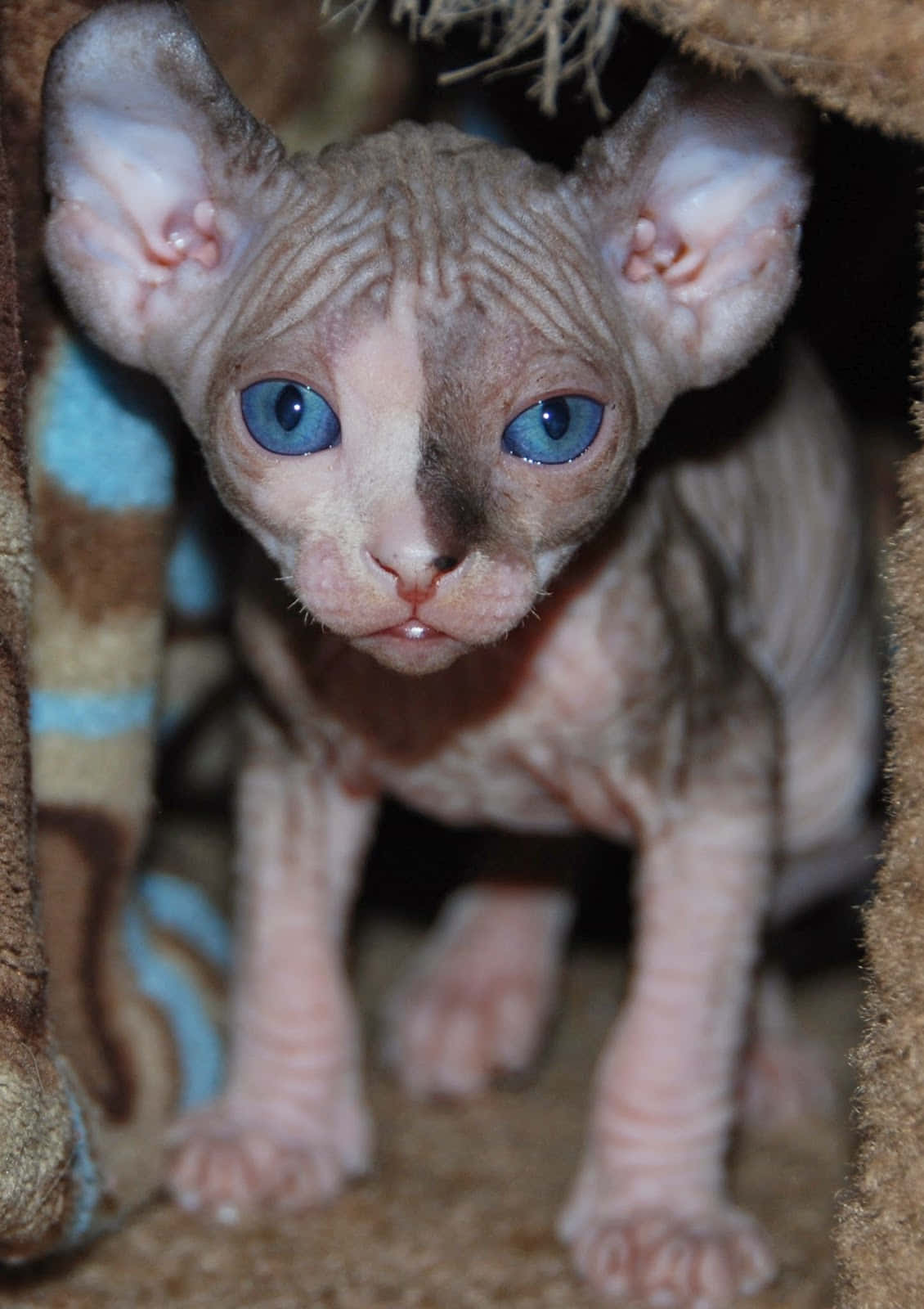 Elf Cat, sphynx kitten, blue eyes, HD Phone Wallpaper