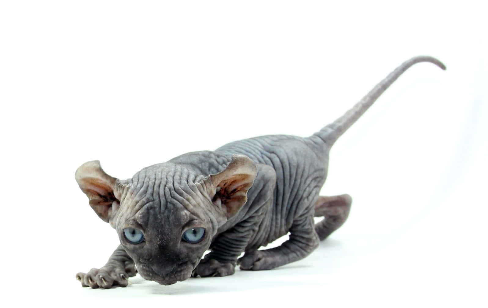 Elf Cat, hairless sphynx kitten, wrinkled grey skin, HD Desktop Wallpaper