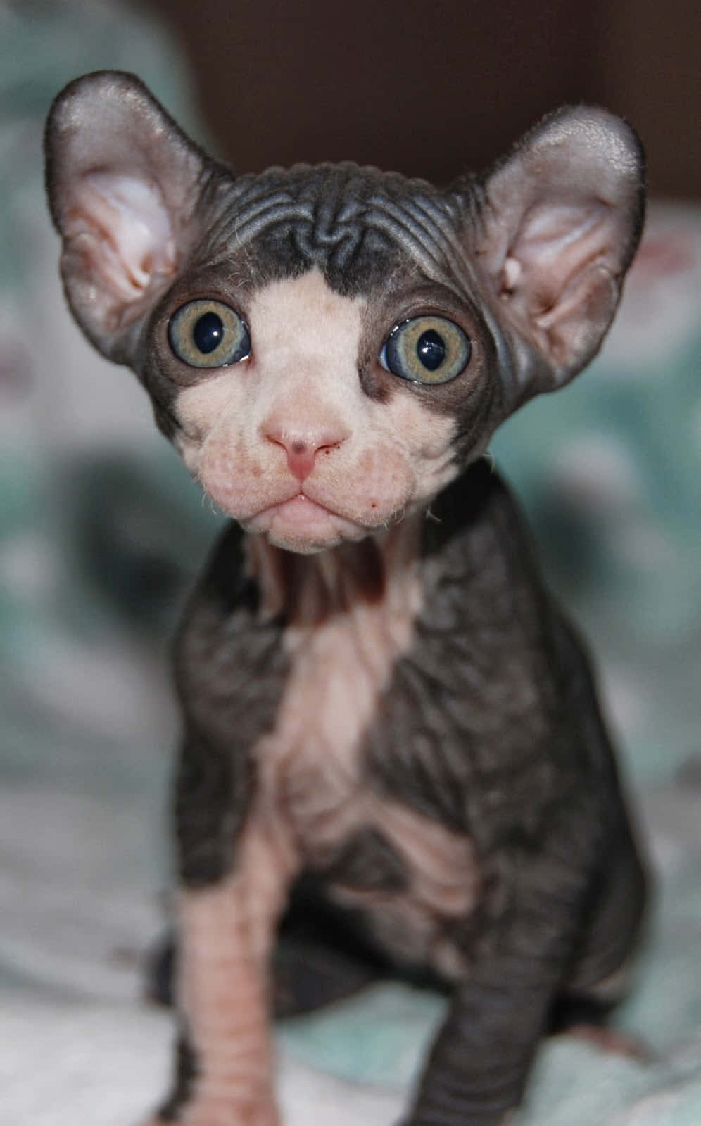 elf cat, sphynx kitten, green eyes, HD Phone Wallpaper