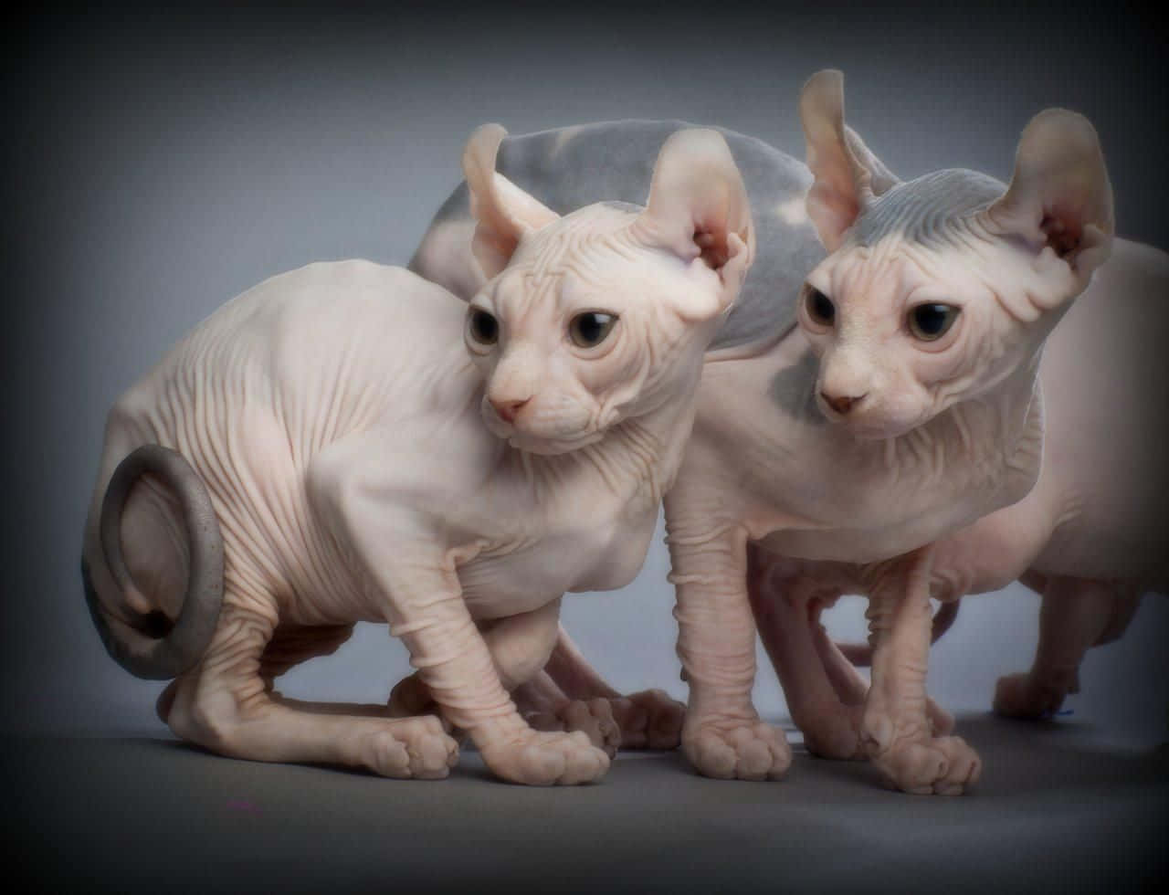 Elf Cat, hairless sphynx cats, wrinkled pink skin, HD Desktop Wallpaper