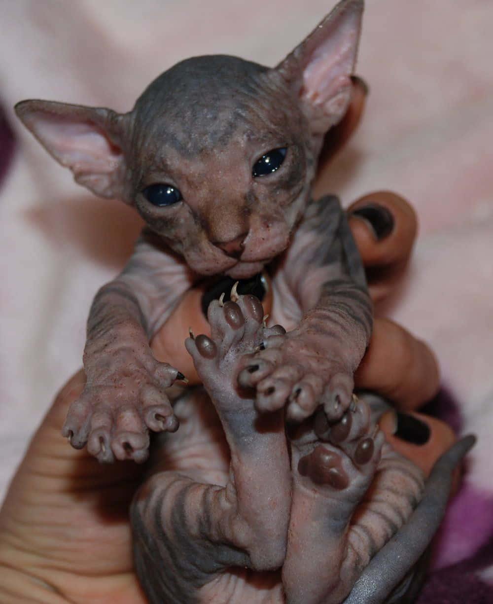 Elf Cat, hairless sphynx kitten, large blue eyes, SD Phone Wallpaper