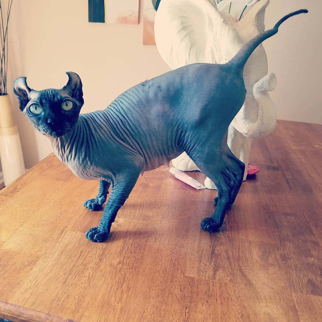 Elf Cat, sphynx cat, blue-gray skin, SD Desktop Wallpaper