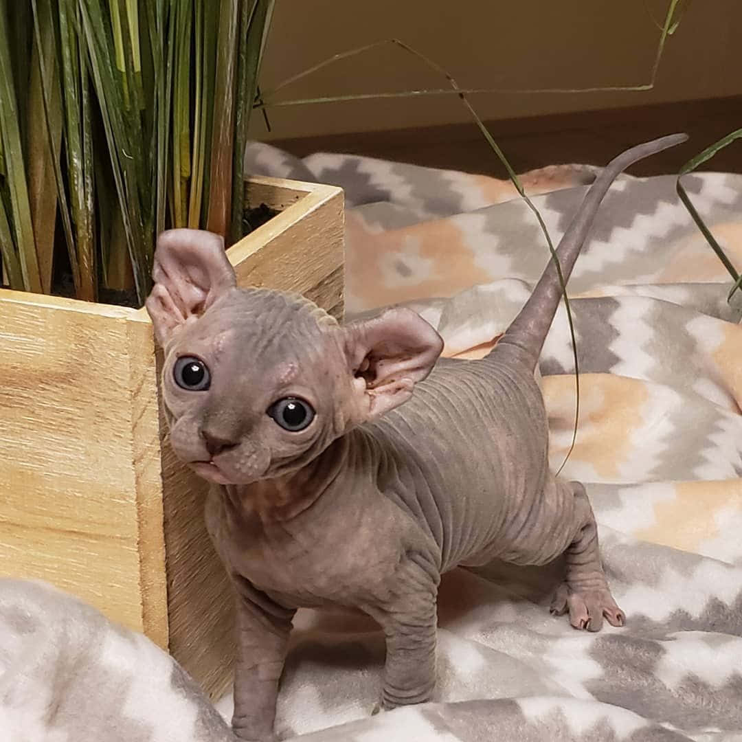 Elf Cat, sphynx kitten, magical forest, SD Desktop Wallpaper