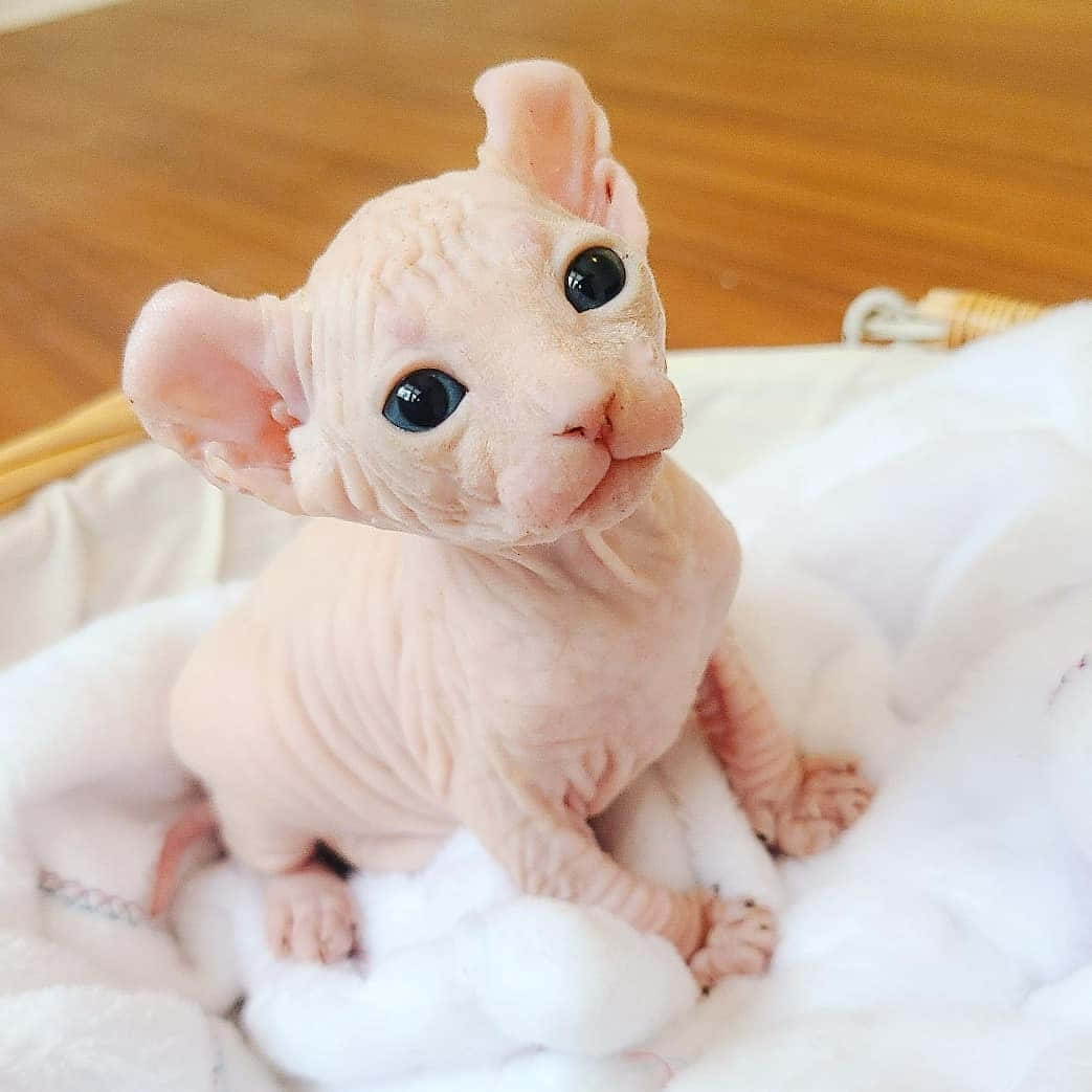 Elf Cat, sphynx kitten, large dark eyes, SD Desktop Wallpaper