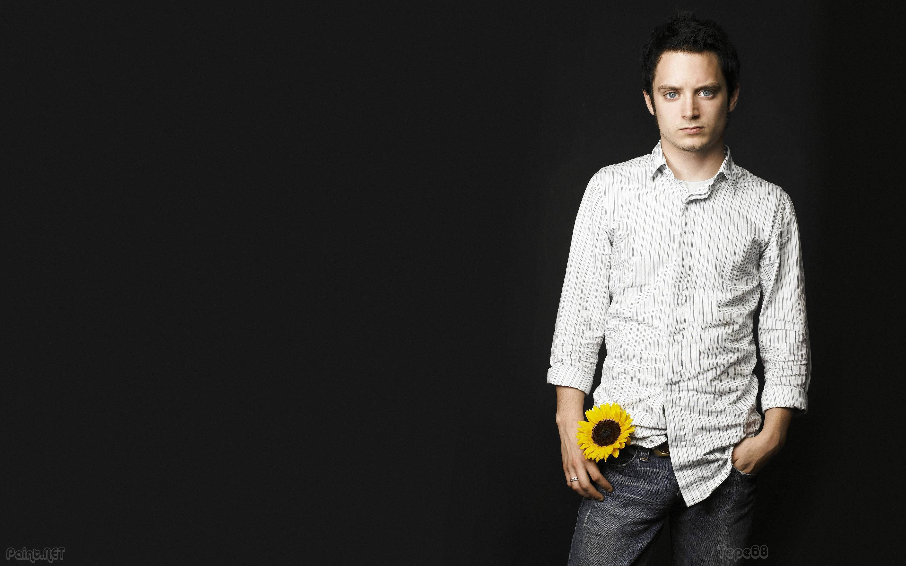 Elijah Wood, sunflower, striped shirt, 2K Desktop Wallpaper