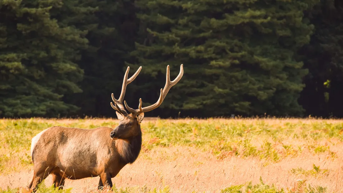 Elk