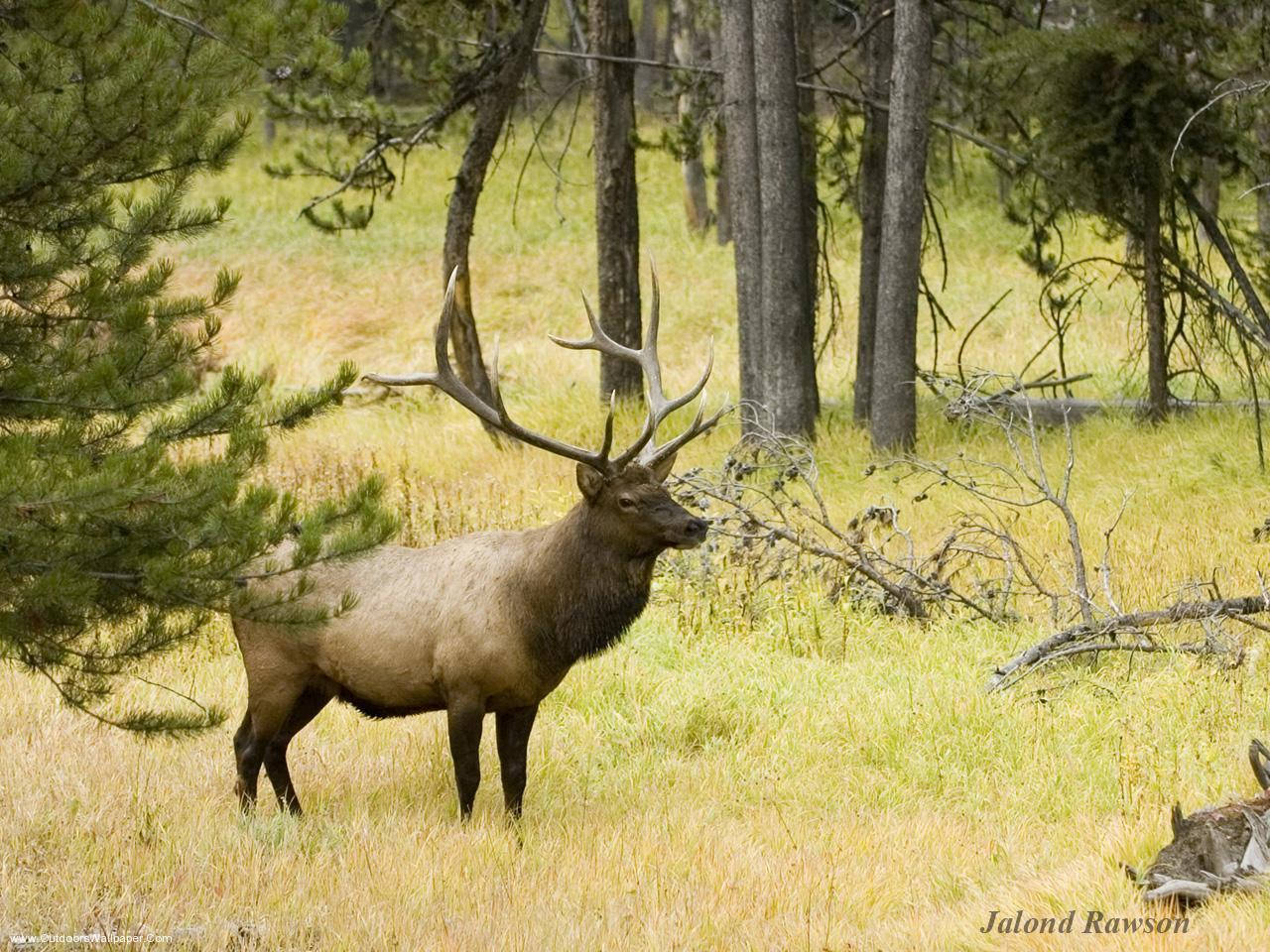 majestic elk, tranquil meadow, sunlit meadow, HD Desktop Wallpaper