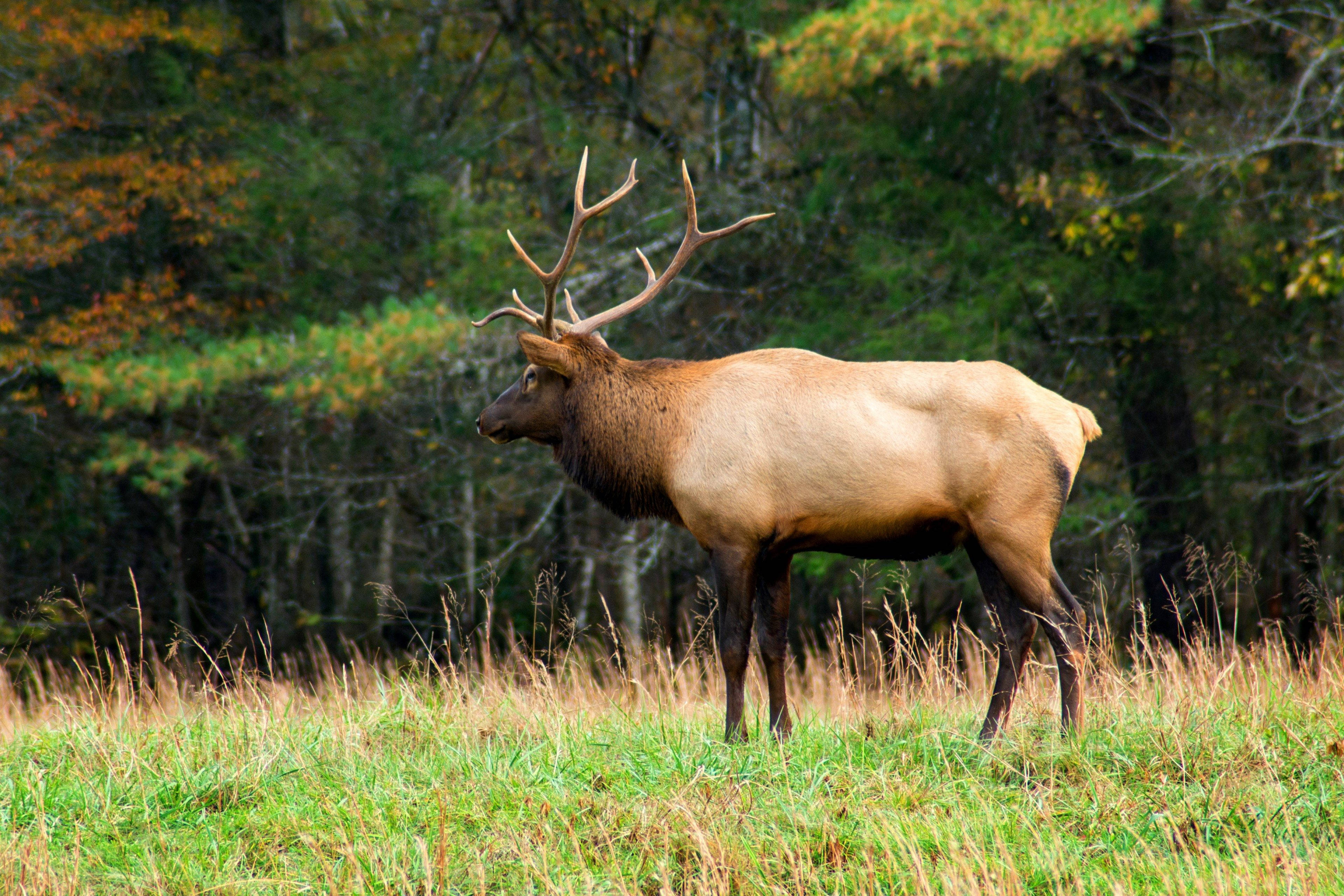elk, large antlers, grassy field, 4K Desktop Wallpaper