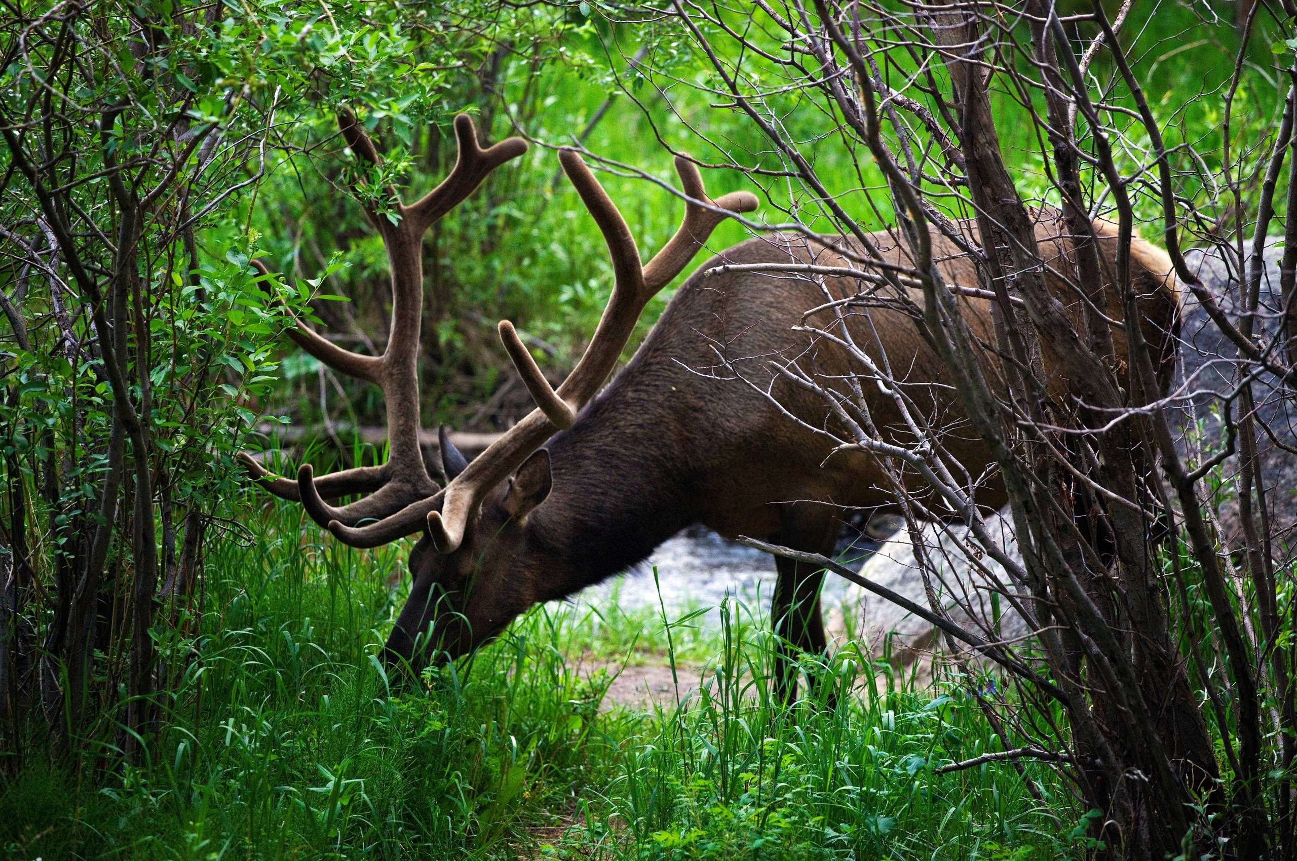 elk, large antlers, lush green forest clearing, 2K Desktop Wallpaper