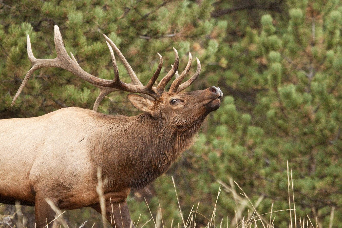 elk, large antlers, pine forest, HD Desktop Wallpaper