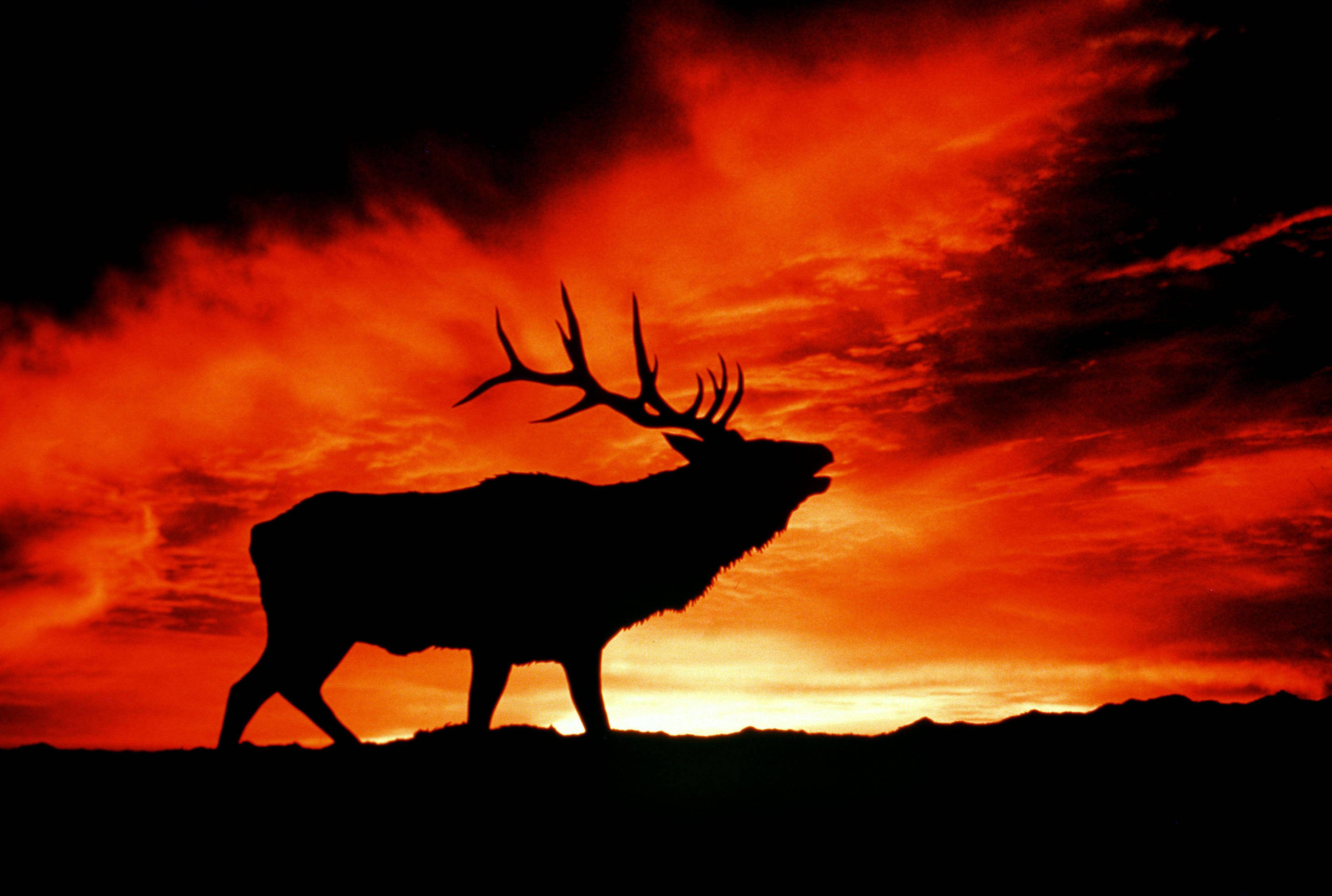 Elk, red sunset sky, fiery orange, 4K Desktop Wallpaper