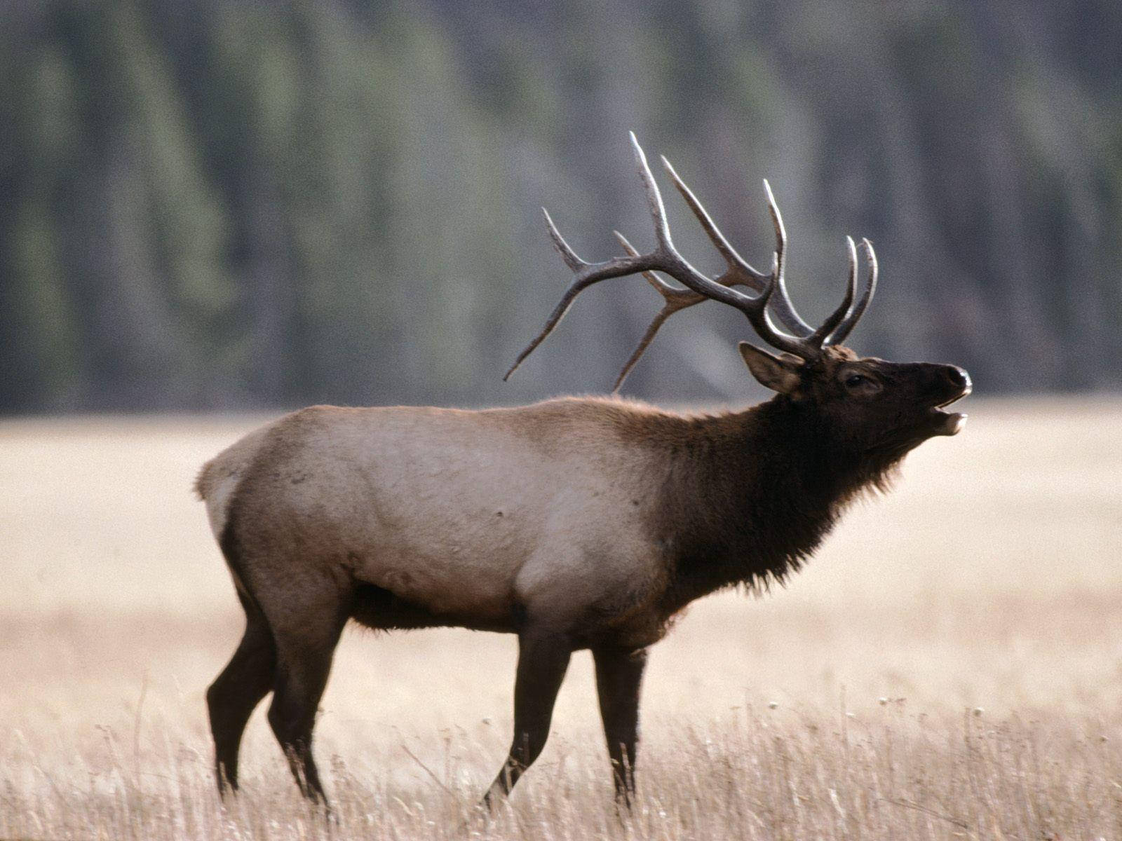 bugling elk, massive antlers, sunlit field, HD Desktop Wallpaper