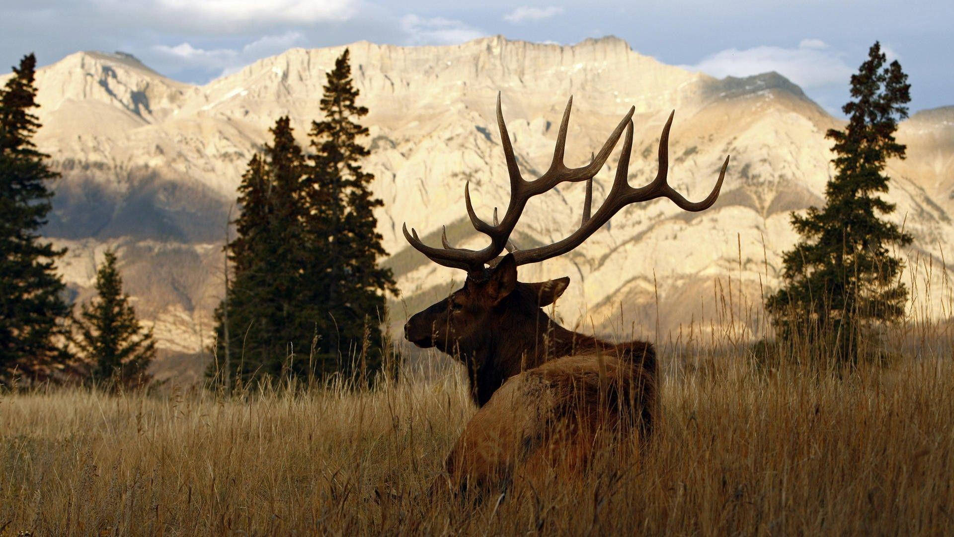 elk, antlers, golden grass, Full HD Desktop Wallpaper