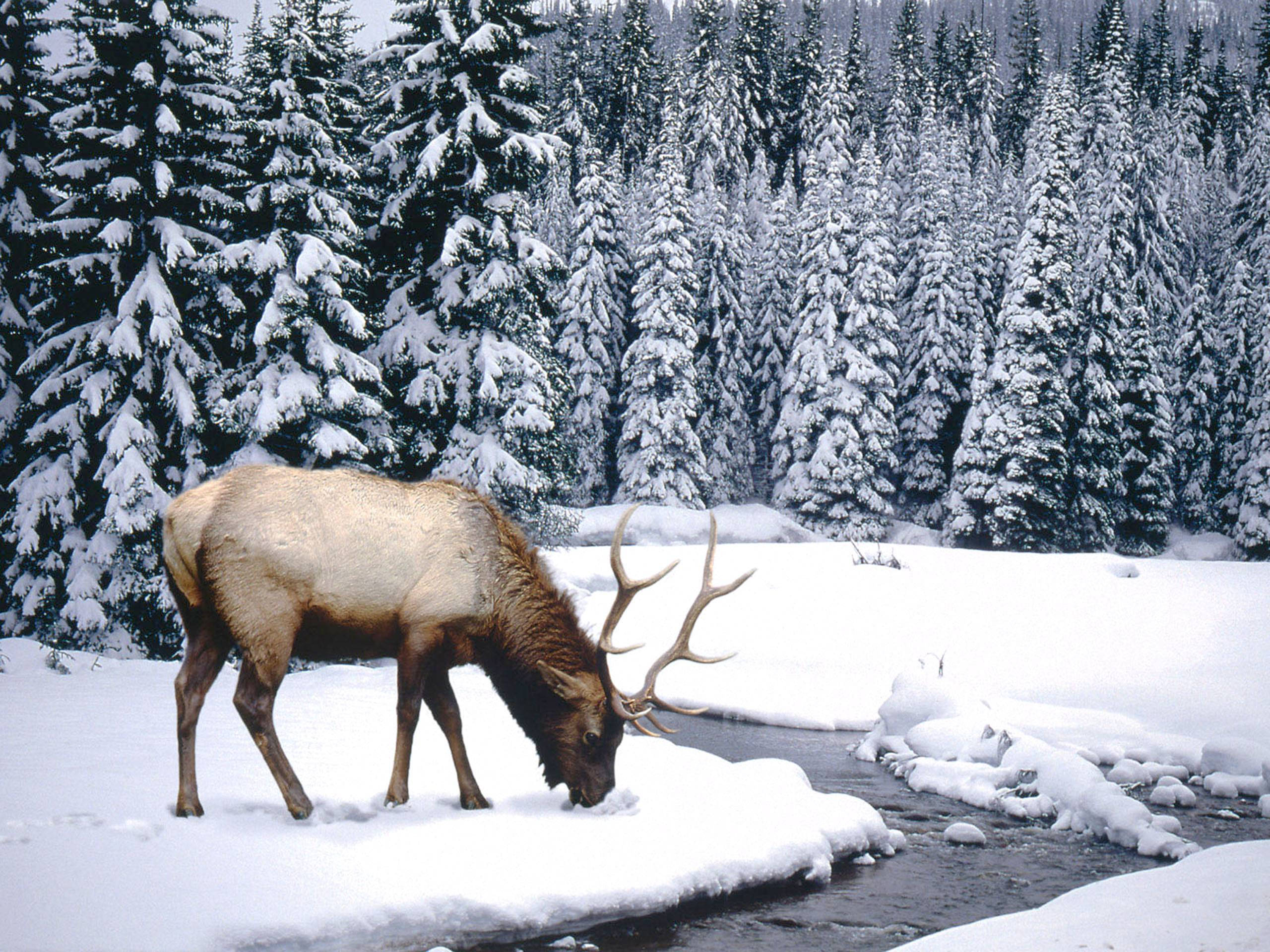 elk, snow-lined stream, dense forest, 2K Desktop Wallpaper