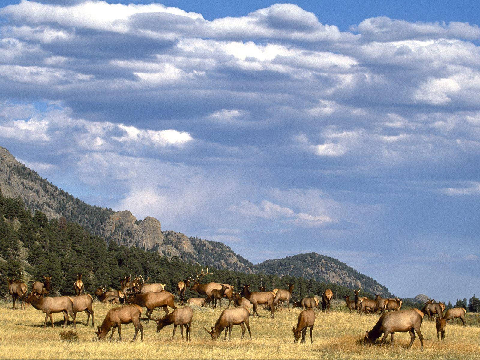 herd of elk, golden meadow, vast blue sky, HD Desktop Wallpaper