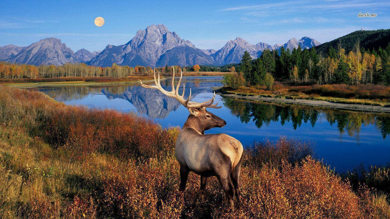 Elk, blue sky, full moon, HD Desktop Wallpaper