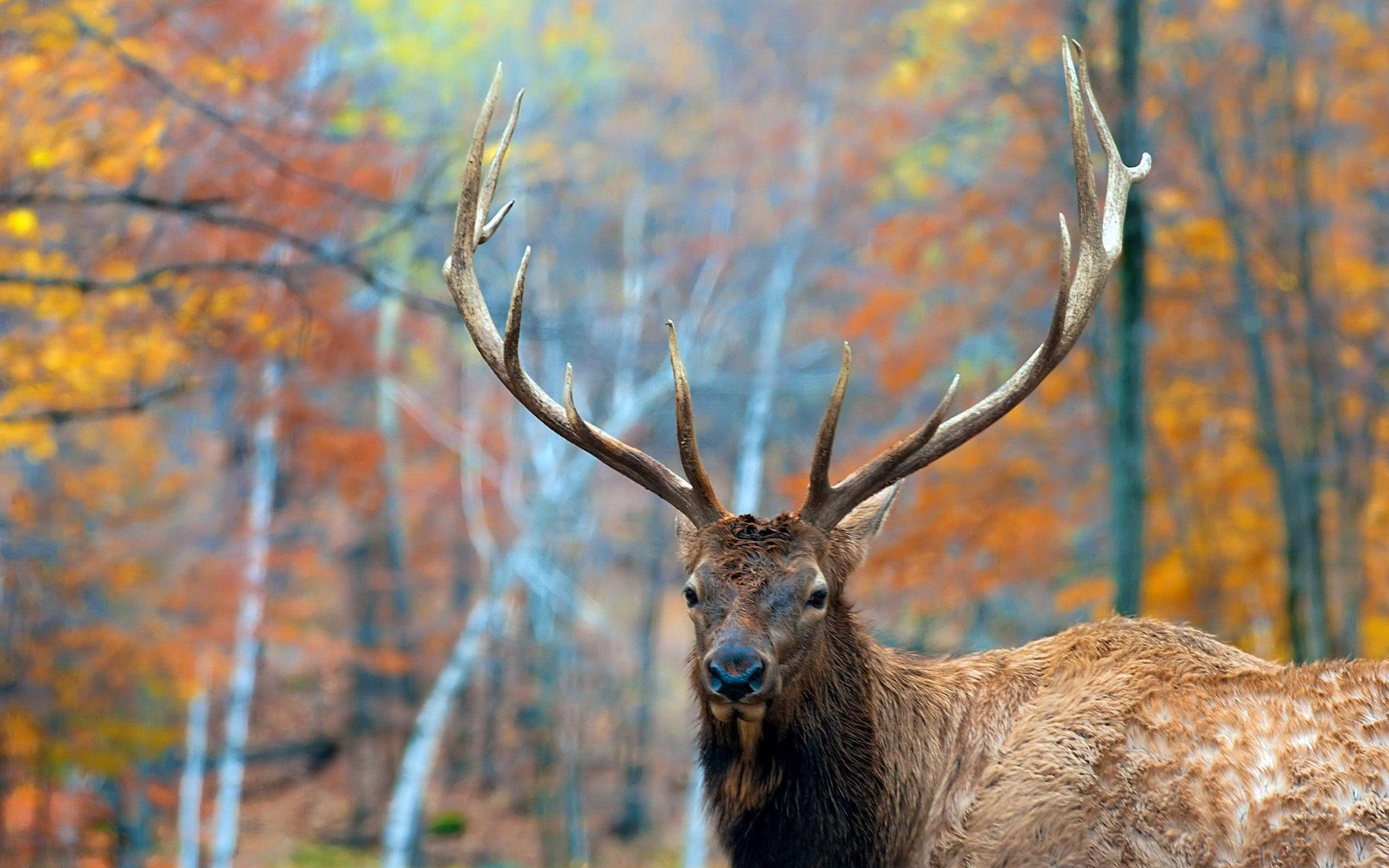 autumn colored forest elk, large antlers, forest of vibrant autumn foliage, 2K Desktop Wallpaper