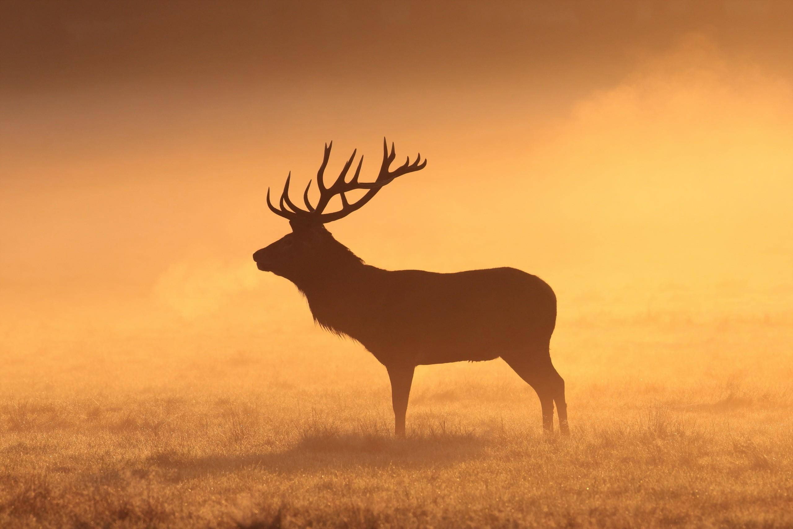 Elk, forest fire, golden sunrise, 2K Desktop Wallpaper