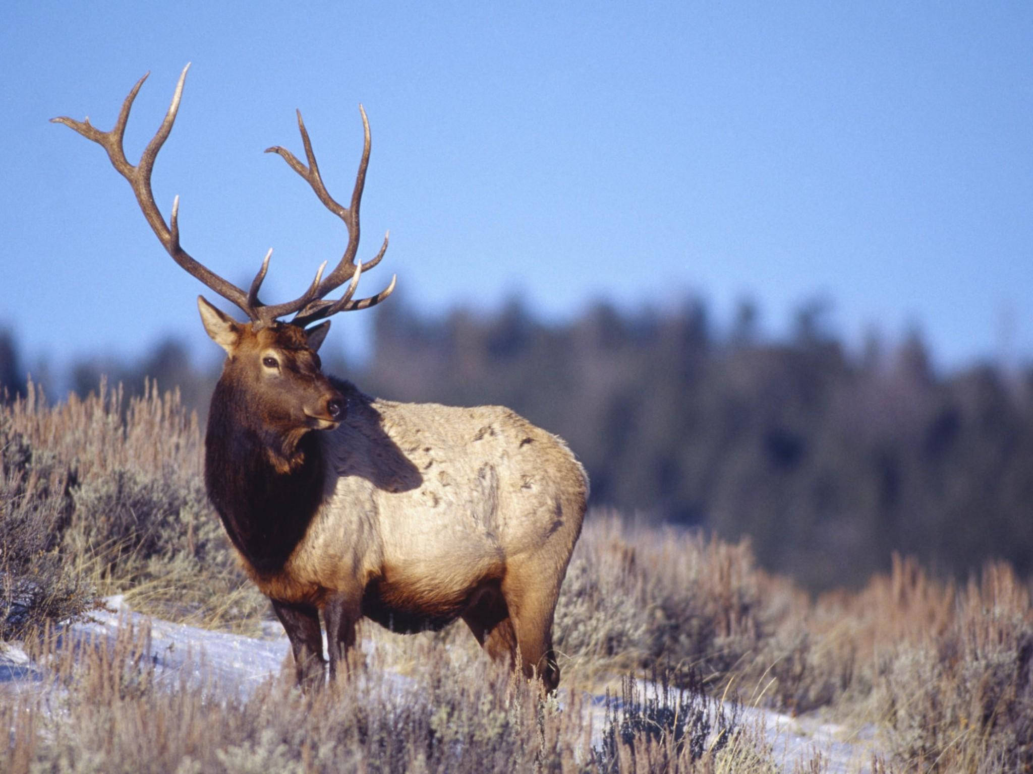 Elk, large antlers, snowy field, Full HD Desktop Wallpaper