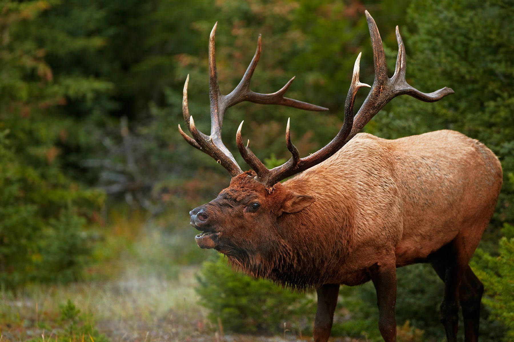 elk, massive antlers, forest clearing, HD Desktop Wallpaper