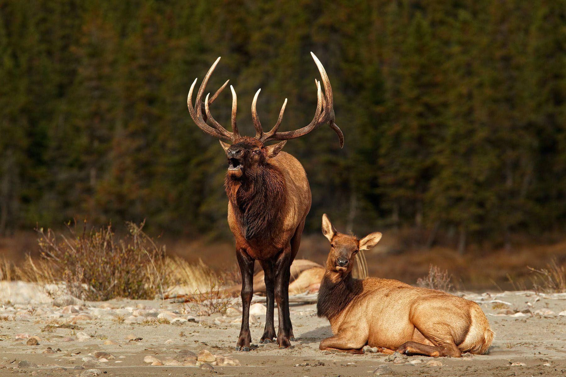 bull elk, female elk, sunlit forest clearing, HD Desktop Wallpaper