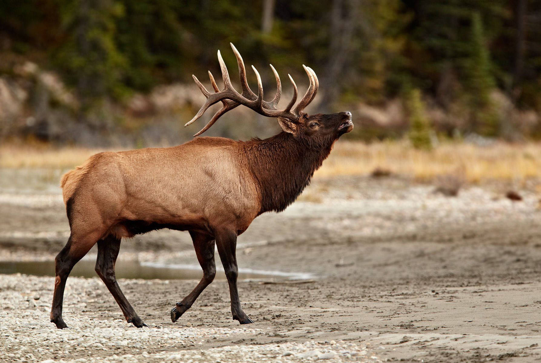 elk, autumnal forest, sunlit riverbank, HD Desktop Wallpaper