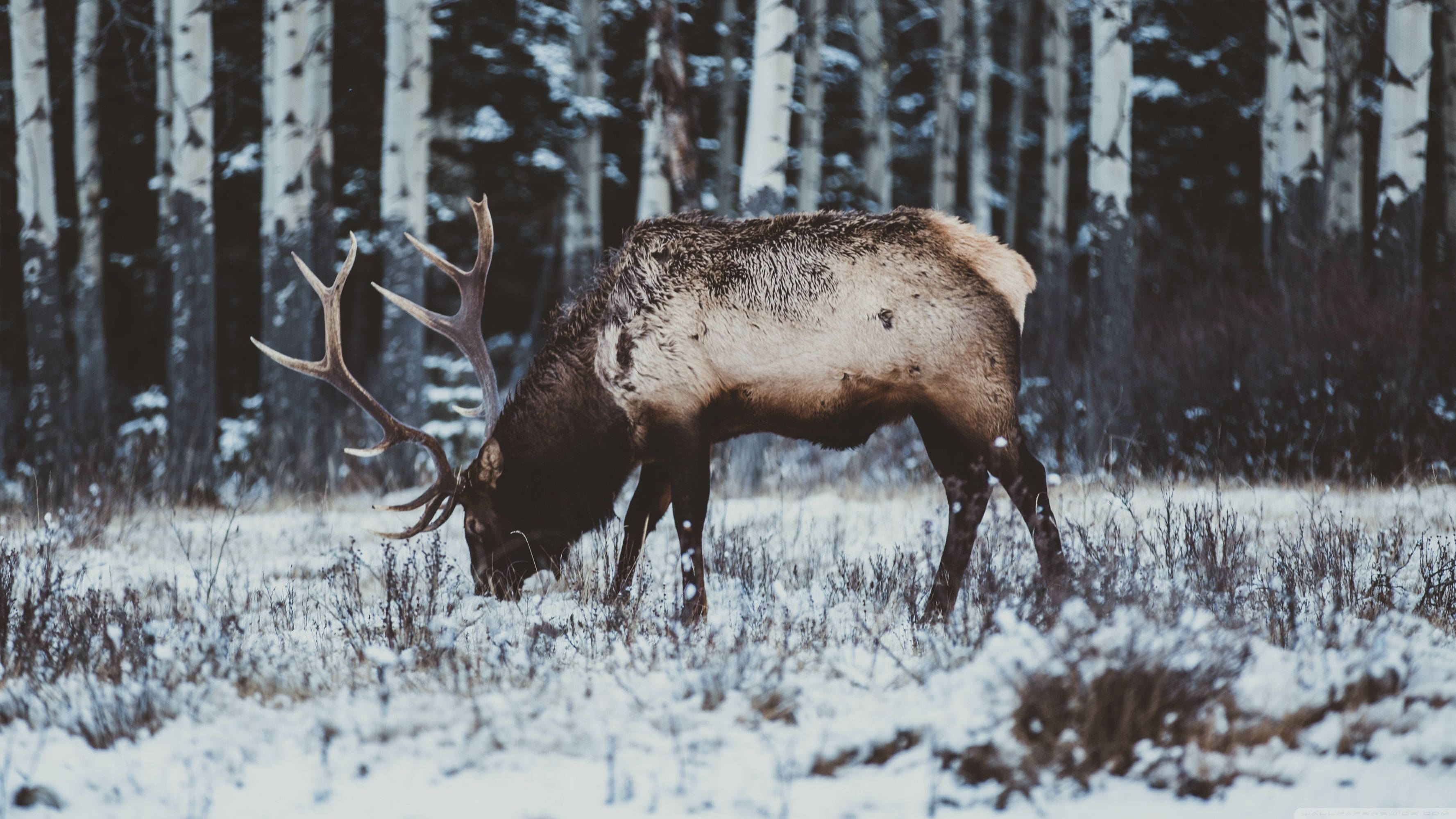 elk, snow-covered snow, snowy field, 2K Desktop Wallpaper