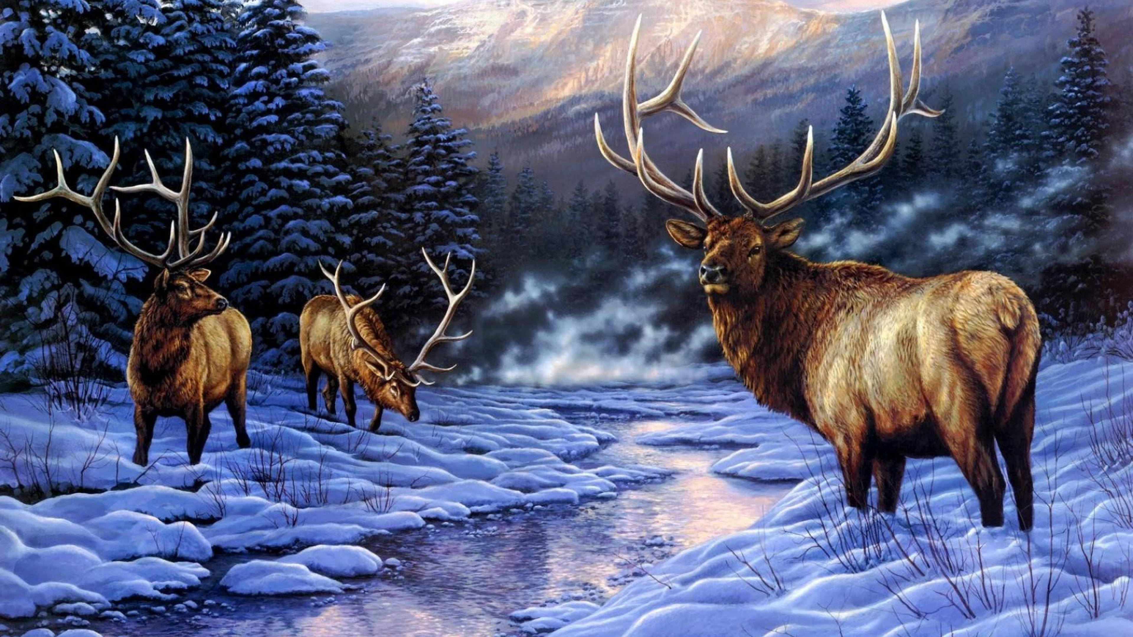 Elk, snowy winter forest, frozen stream, 4K Desktop Wallpaper