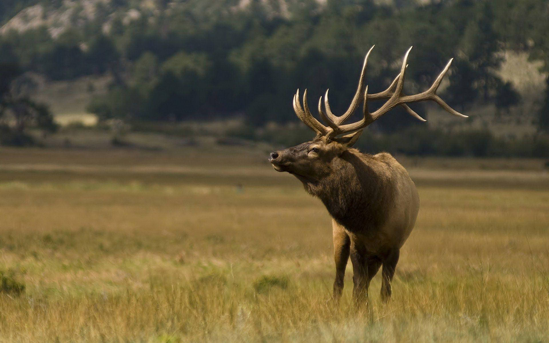 Running Elk, massive antlers, sunlit grassy field, Full HD Desktop Wallpaper