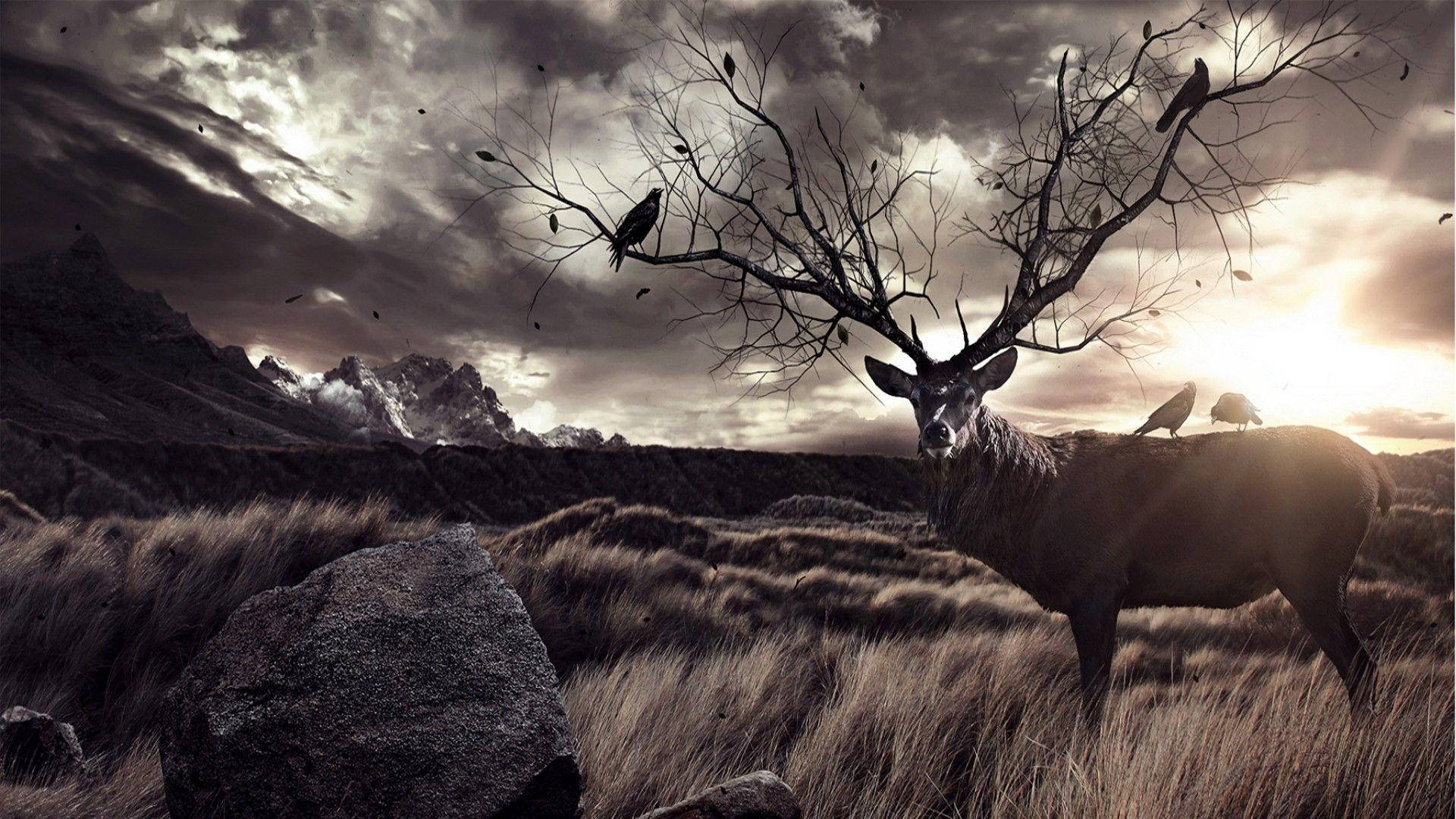 Elk, antlers, sunrise, Full HD Desktop Wallpaper
