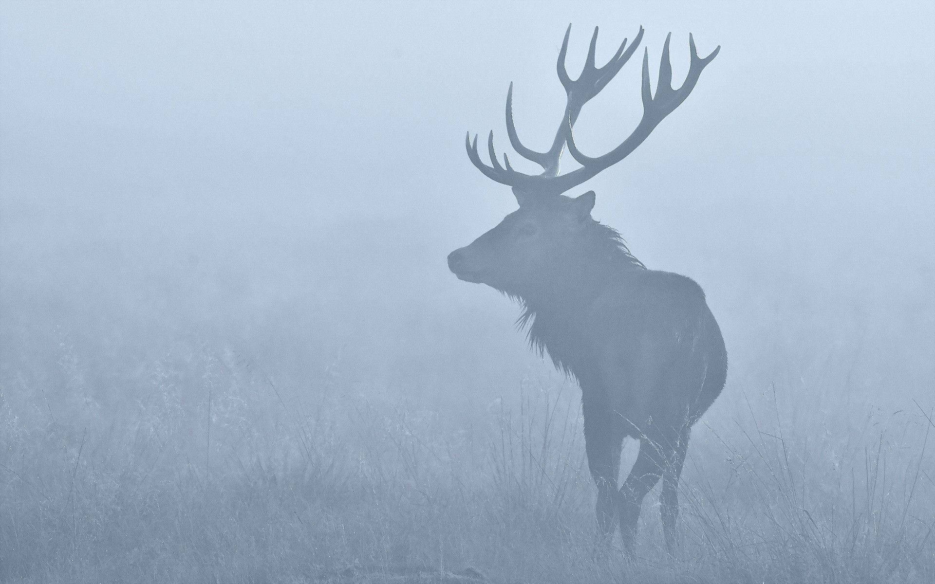 Elk, fog, silhouetted, Full HD Desktop Wallpaper