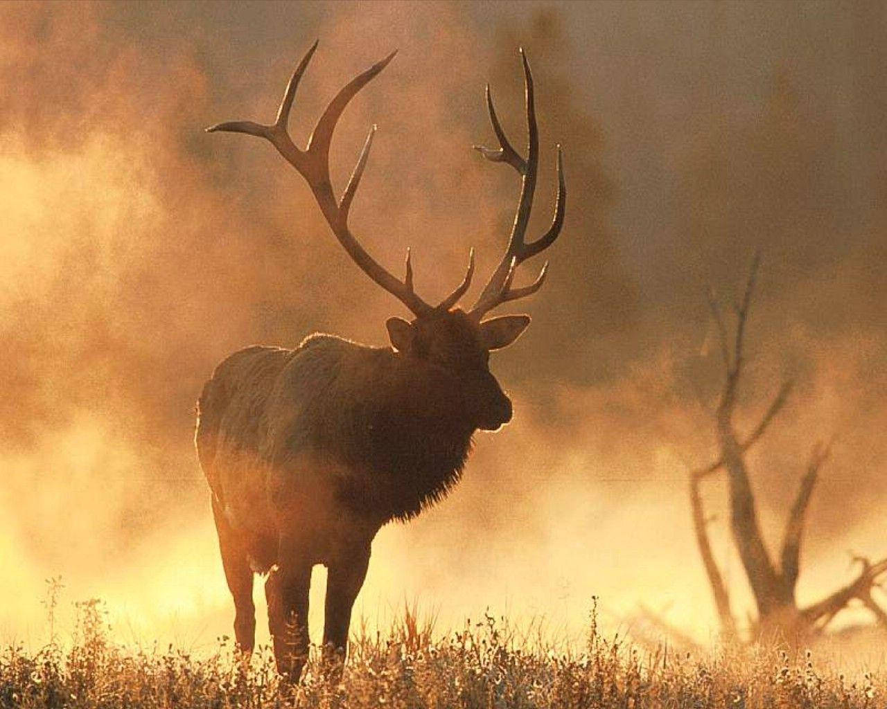 Elk, forest fire, golden morning mist, HD Desktop Wallpaper