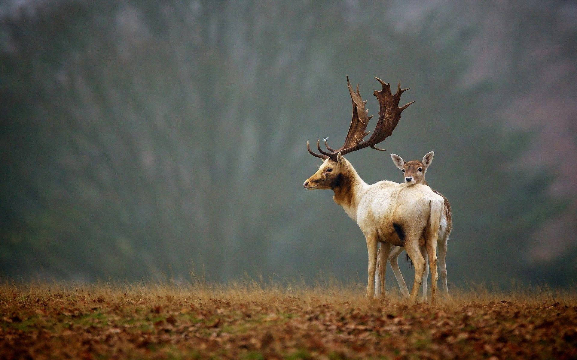 majestic elk, natural habitat, misty autumn field, Full HD Desktop Wallpaper