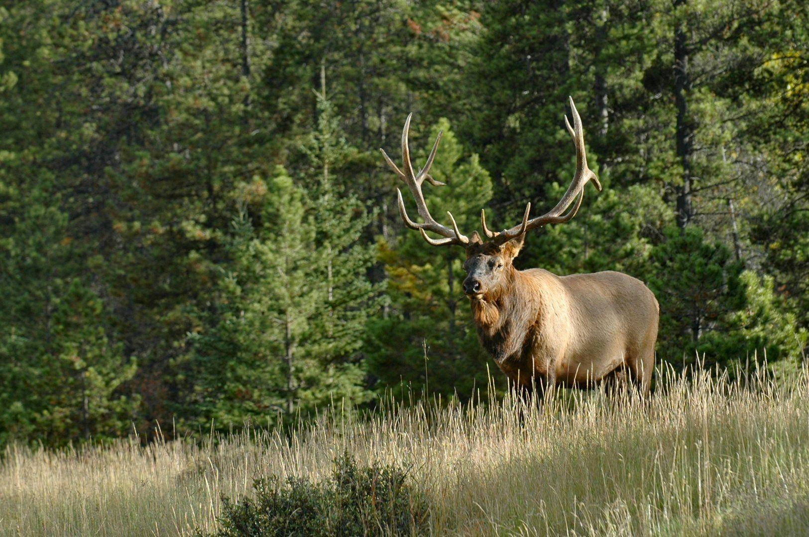 Elk, heavy antlers, tall golden grass, HD Desktop Wallpaper