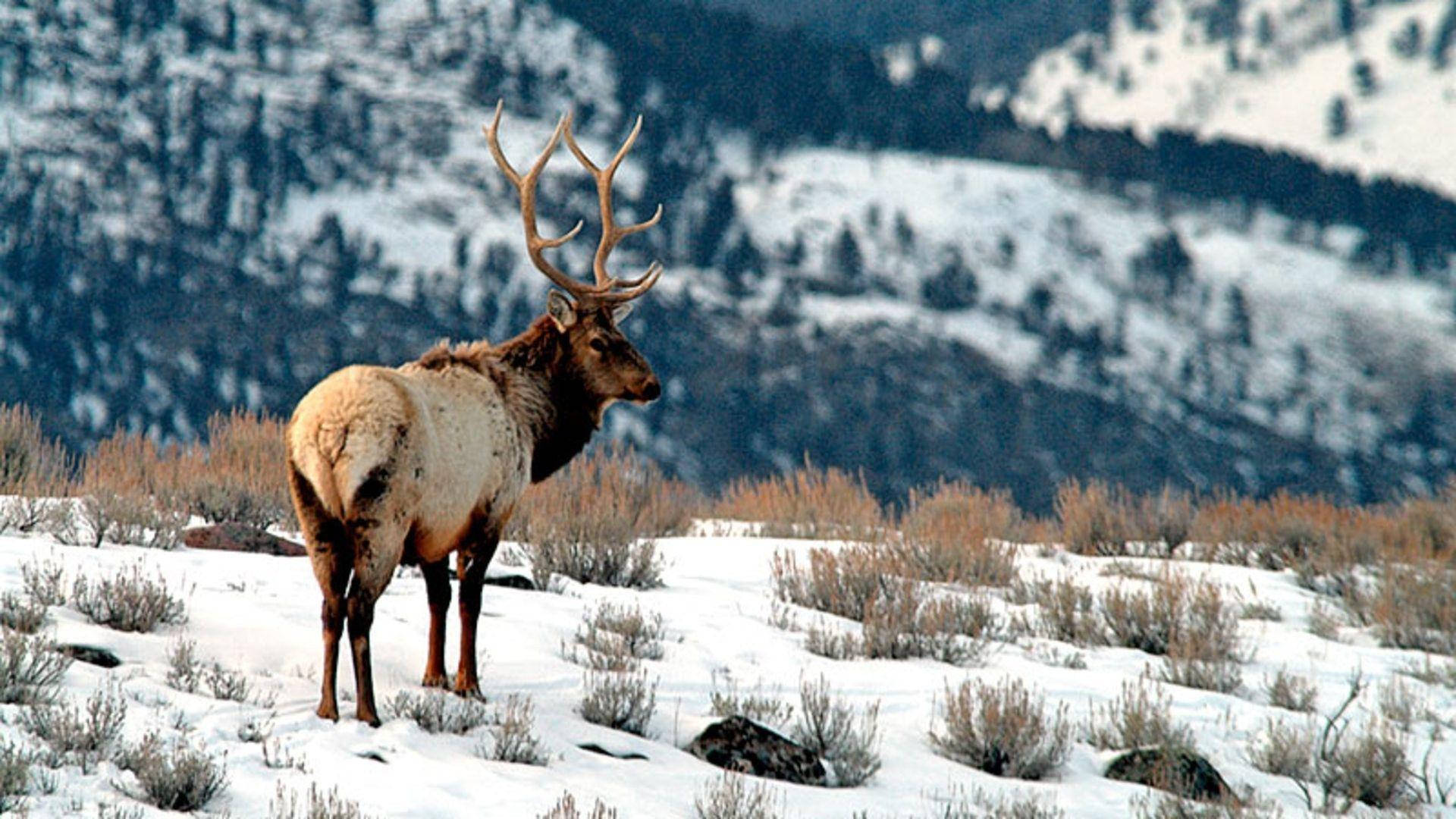 strolling elk, snowy field, snow-covered mountains, Full HD Desktop Wallpaper
